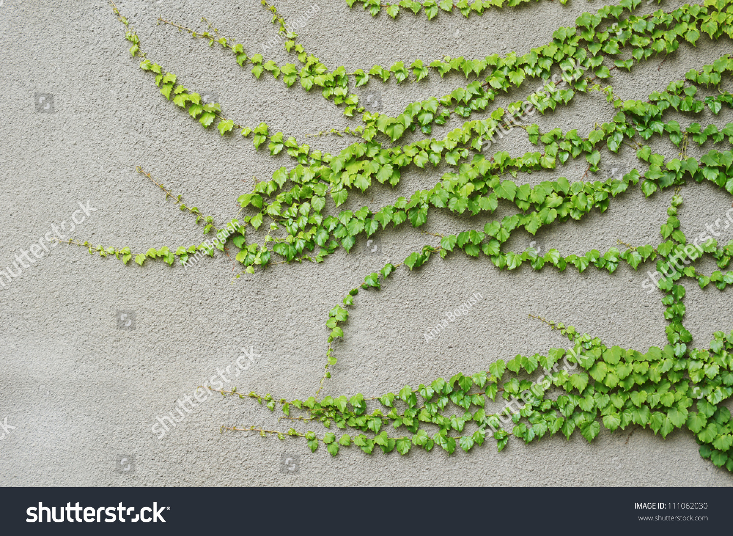 The Green Creeper Plant On A Old Wall Stock Photo 111062030 : Shutterstock