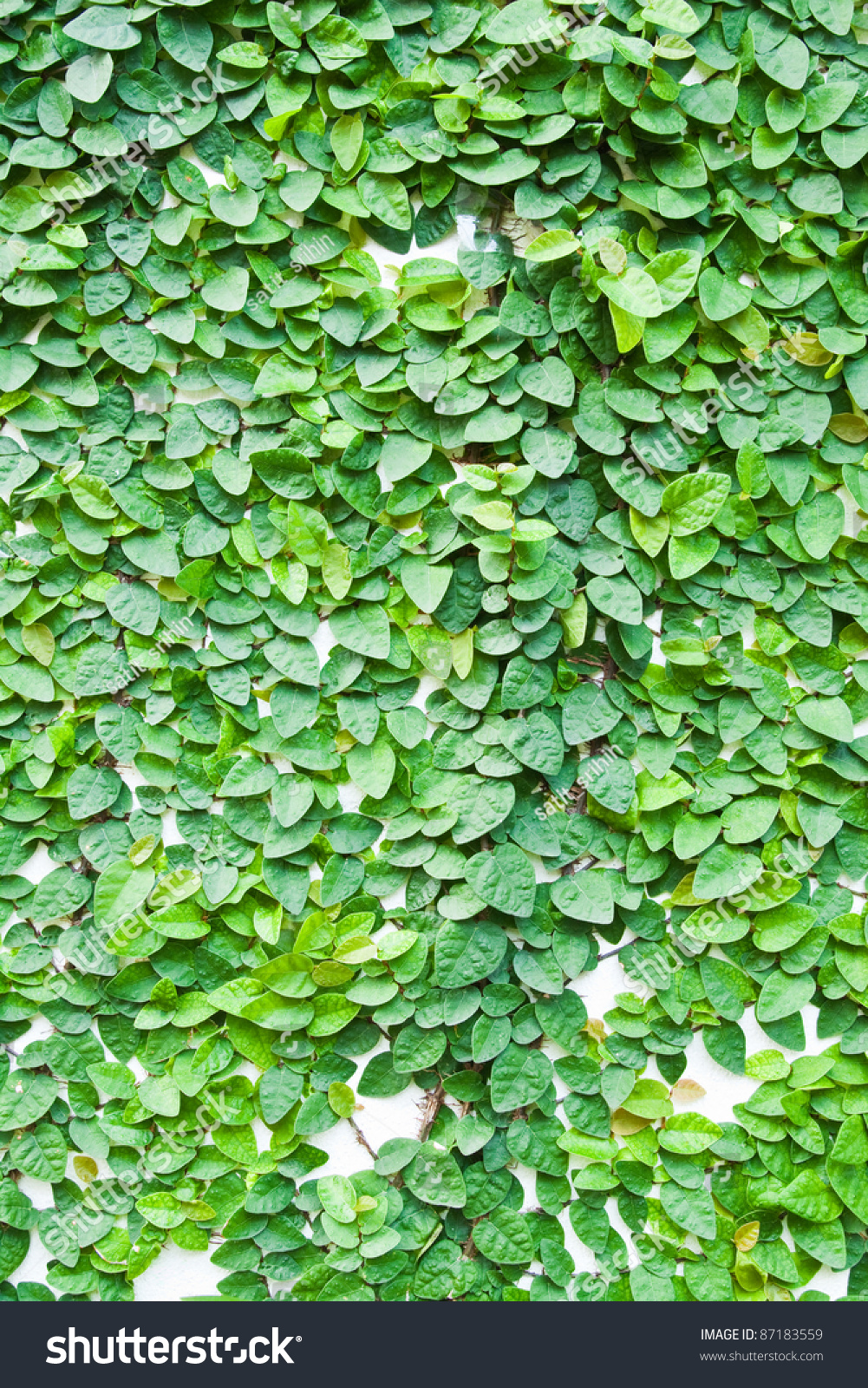 green creeper