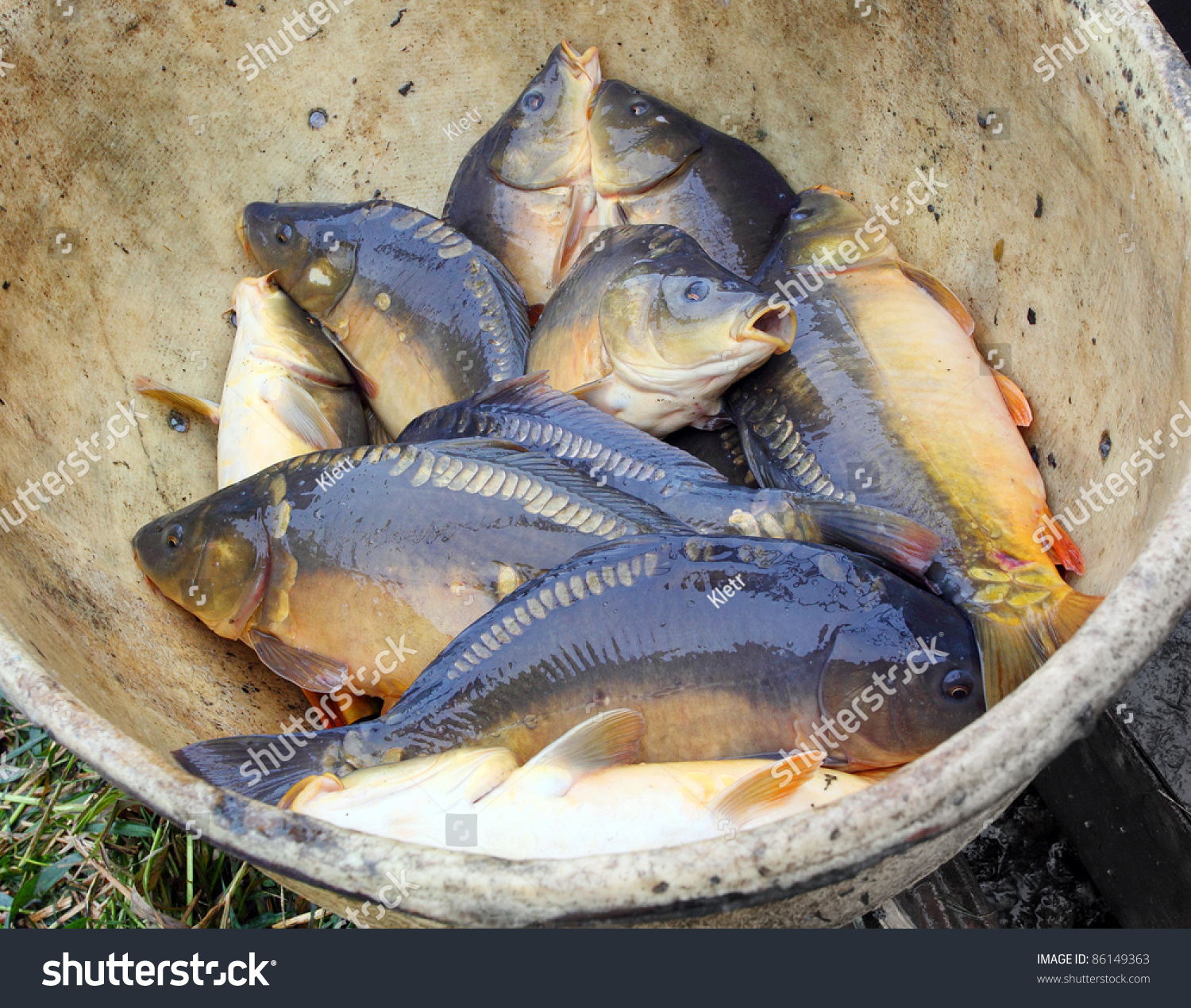 The Harvesting Of Pond The Sorted Common Carp Are Weighed And Counted