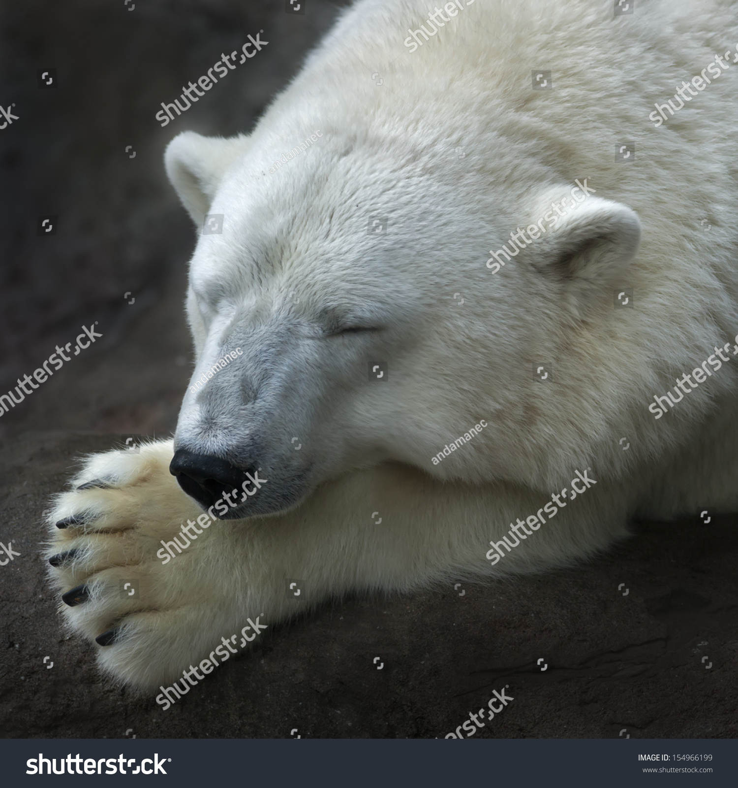 fluffy polar bear