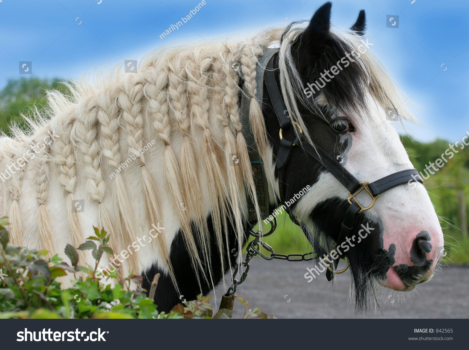 The Head Of A Black And White Gypsy Cob Horse With Bridle And With Its