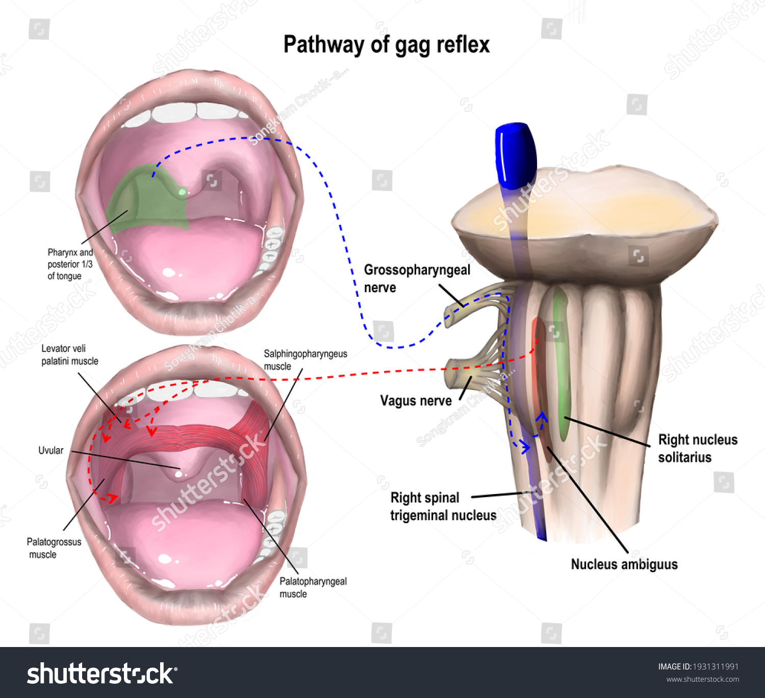 Inversation Cranial Nerve Ninth Tenth Involving Stock Illustration