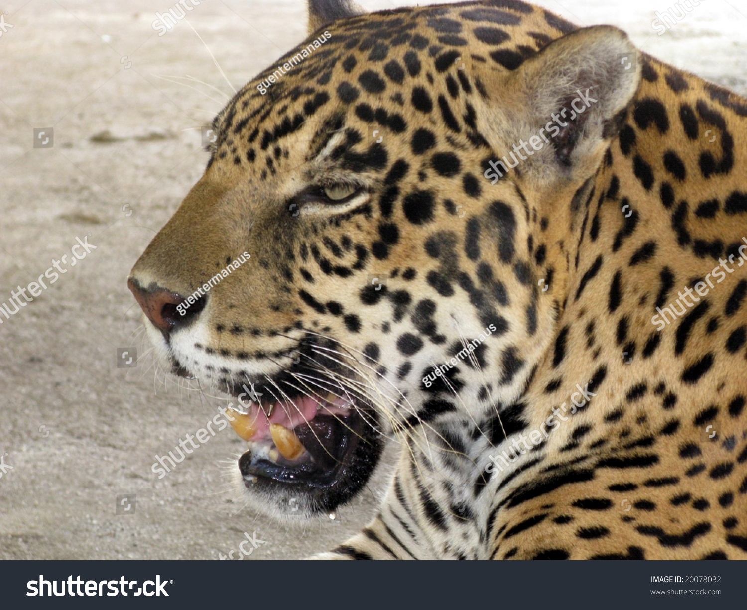 The Jaguar Or (Panthera Onca) Is A Big Cat, A Feline In The Panthera
