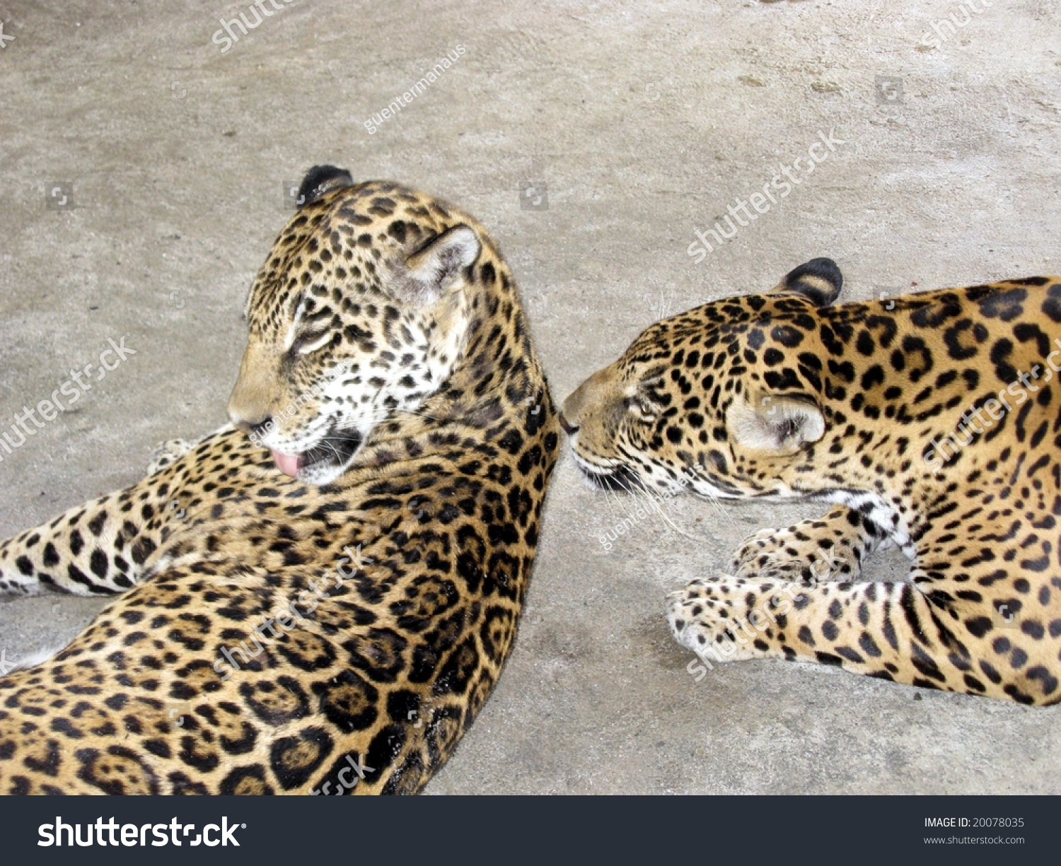The Jaguar Or (Panthera Onca) Is A Big Cat, A Feline In The Panthera