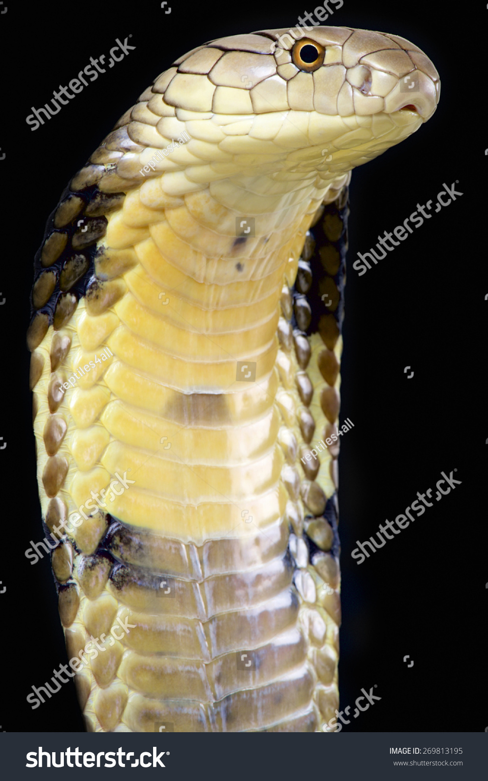 The Largest Venomous Snake Species In The World The Majestic King the-largest-venomous-snake-species-in-the-world-the-majestic-king