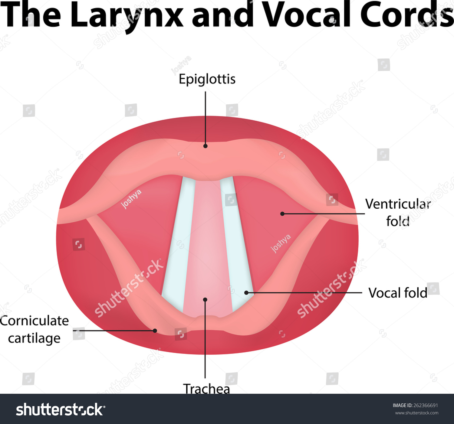 The Larynx And Vocal Cord Labeled Diagram Stock Photo 262366691