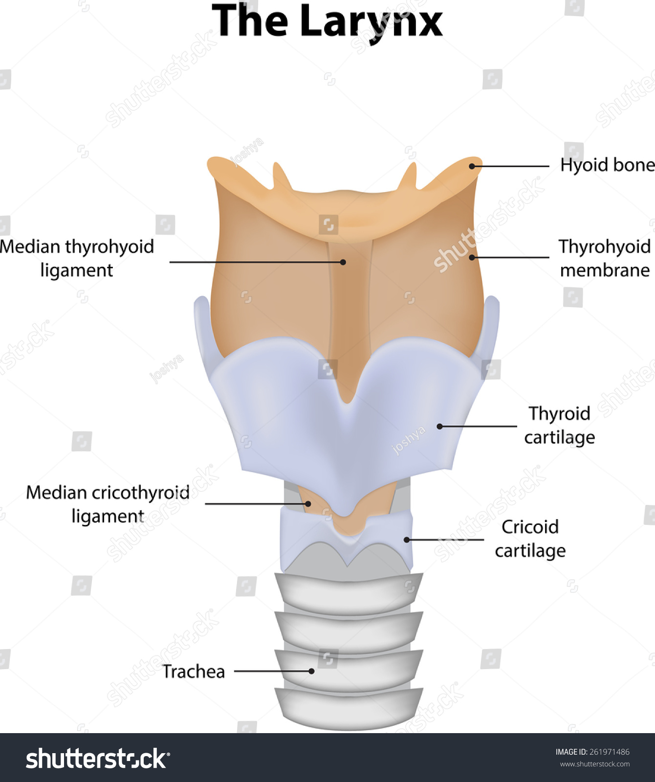 Larynx Labeled Diagram Stock Illustration 261971486