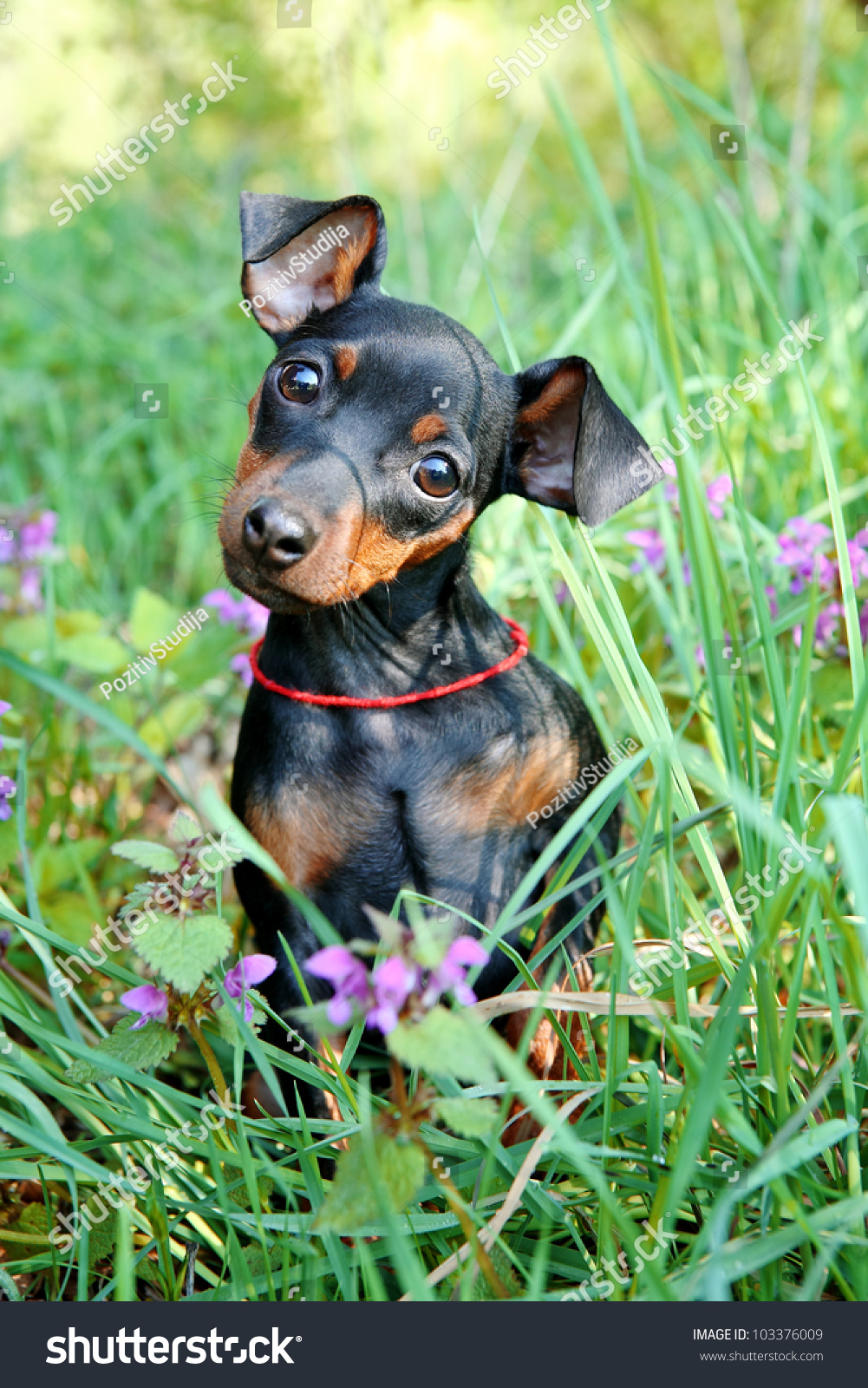 The Miniature Pinscher Puppy, 3 Months Old Stock Photo ...