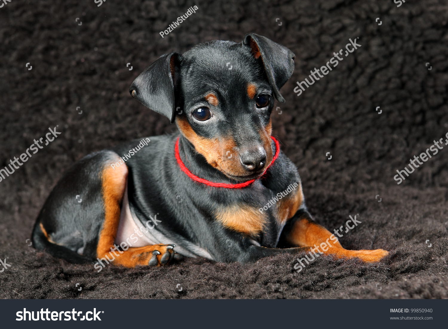 The Miniature Pinscher Puppy, 2.5 Months Old Stock Photo ...