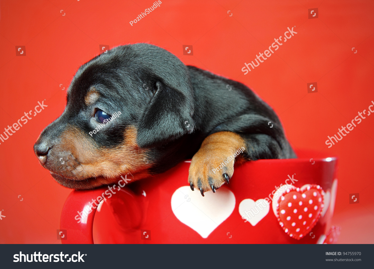The Miniature Pinscher Puppy, 3 Weeks Old, Lying In Front ...
