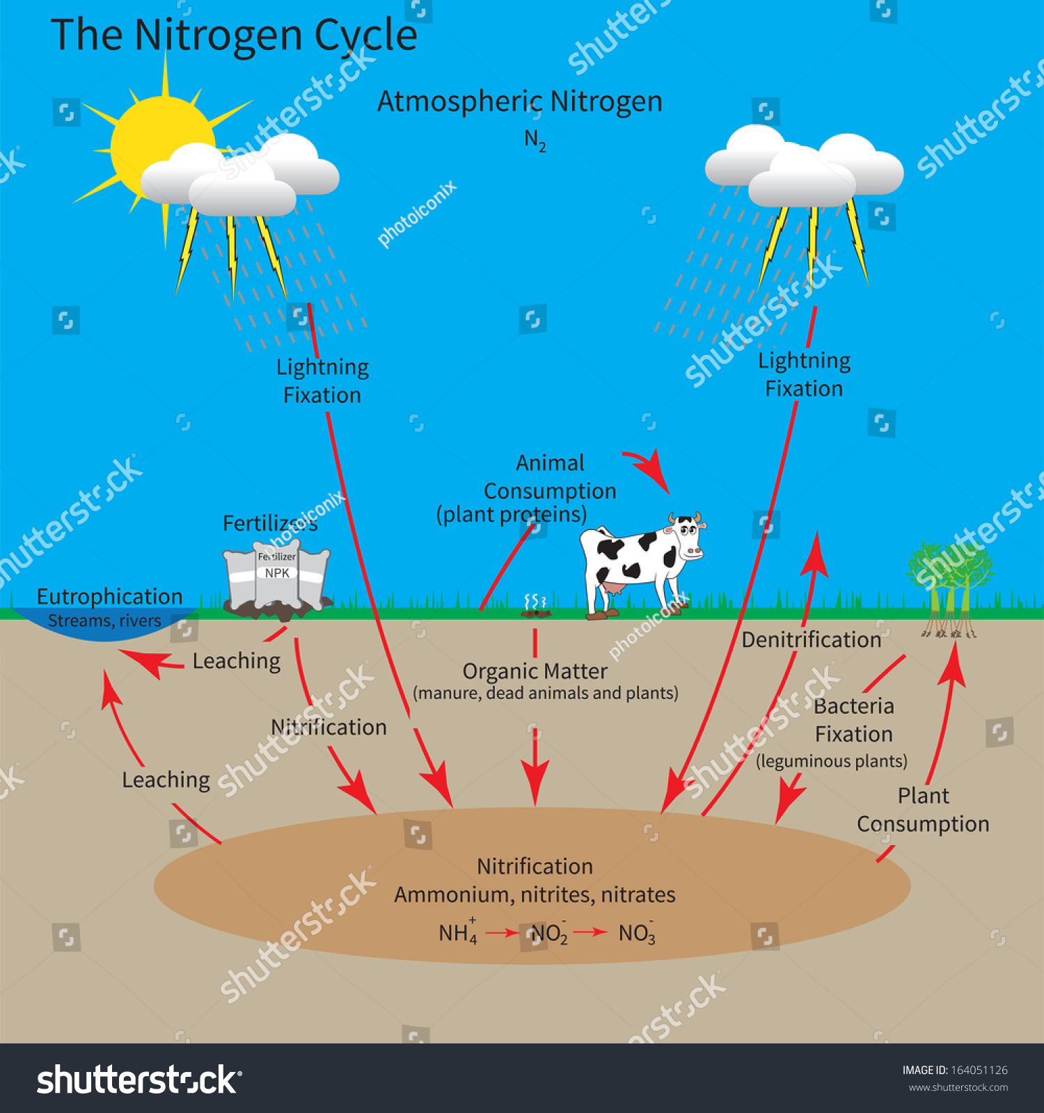 The Nitrogen Cycle Showing How The Element Nitrogen Is Recycled Through