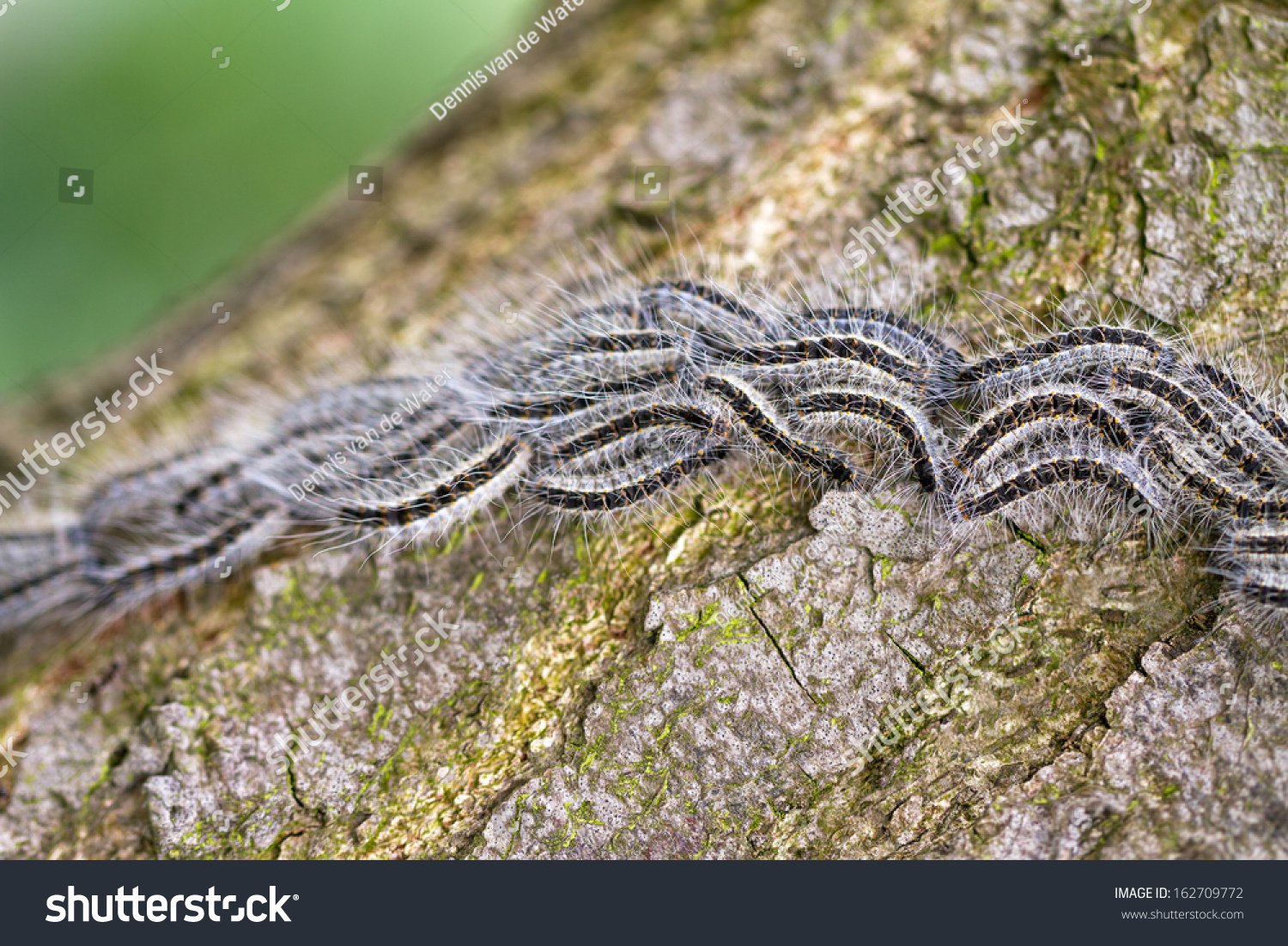 The Oak Processionary Thaumetopoea Processionea Caterpillars On The