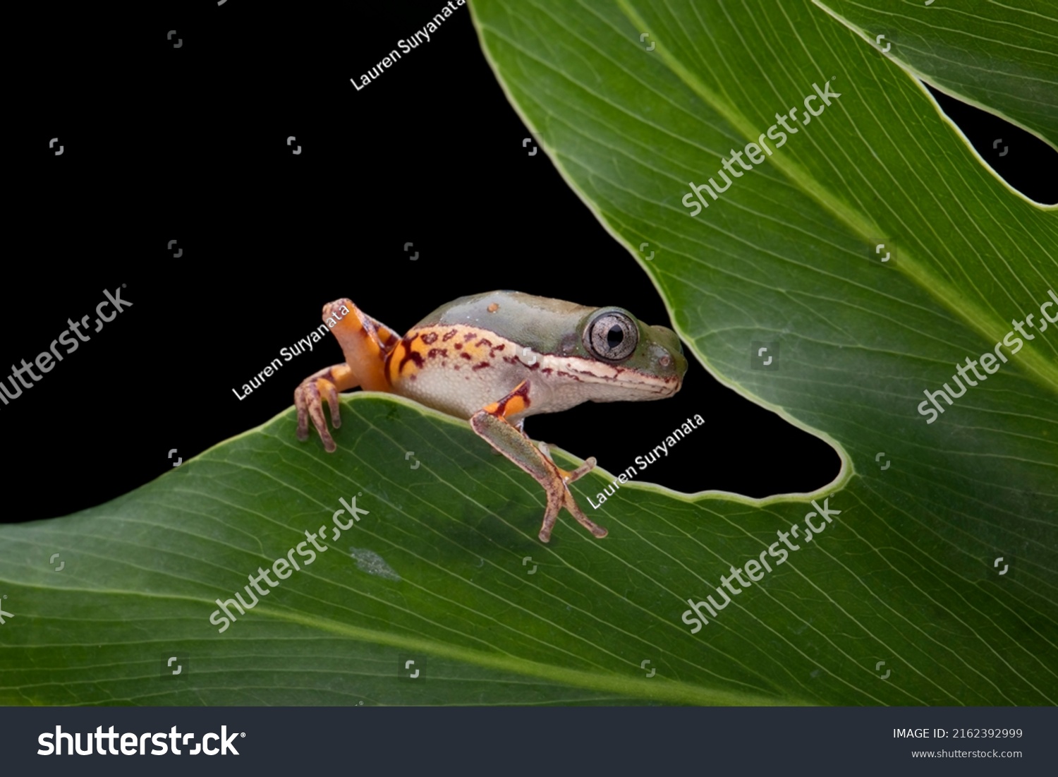 Orangelegged Leaf Frog Tigerlegged Monkey Frog Stock Photo 2162392999