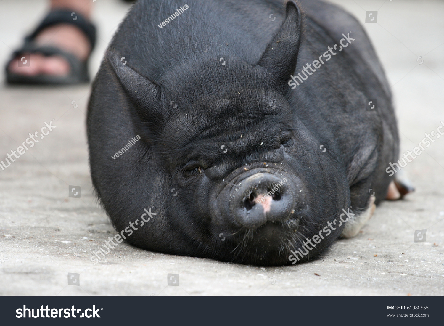 The Pot-Bellied Pig Is A Breed Of Domesticated Pig Originating In ...