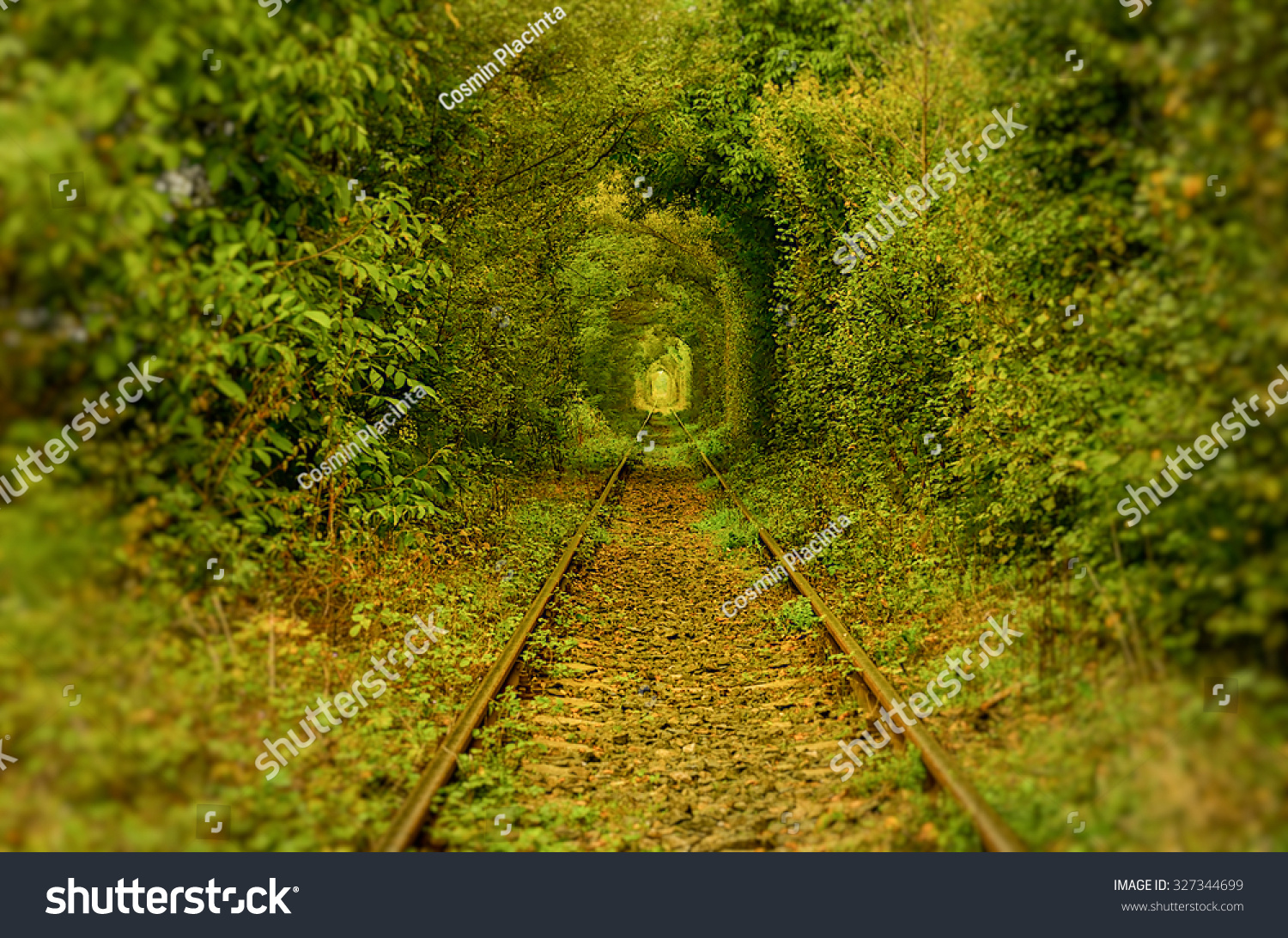 The Tunnel Of Love, Romania. A Natural Tunnel Formed By Trees Along A