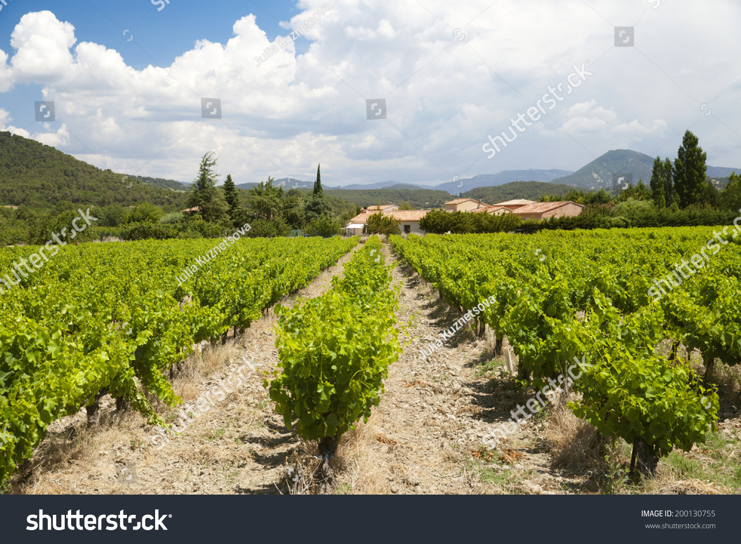 The Vineyard In Provence Of France Stock Photo 200130755 Shutterstock