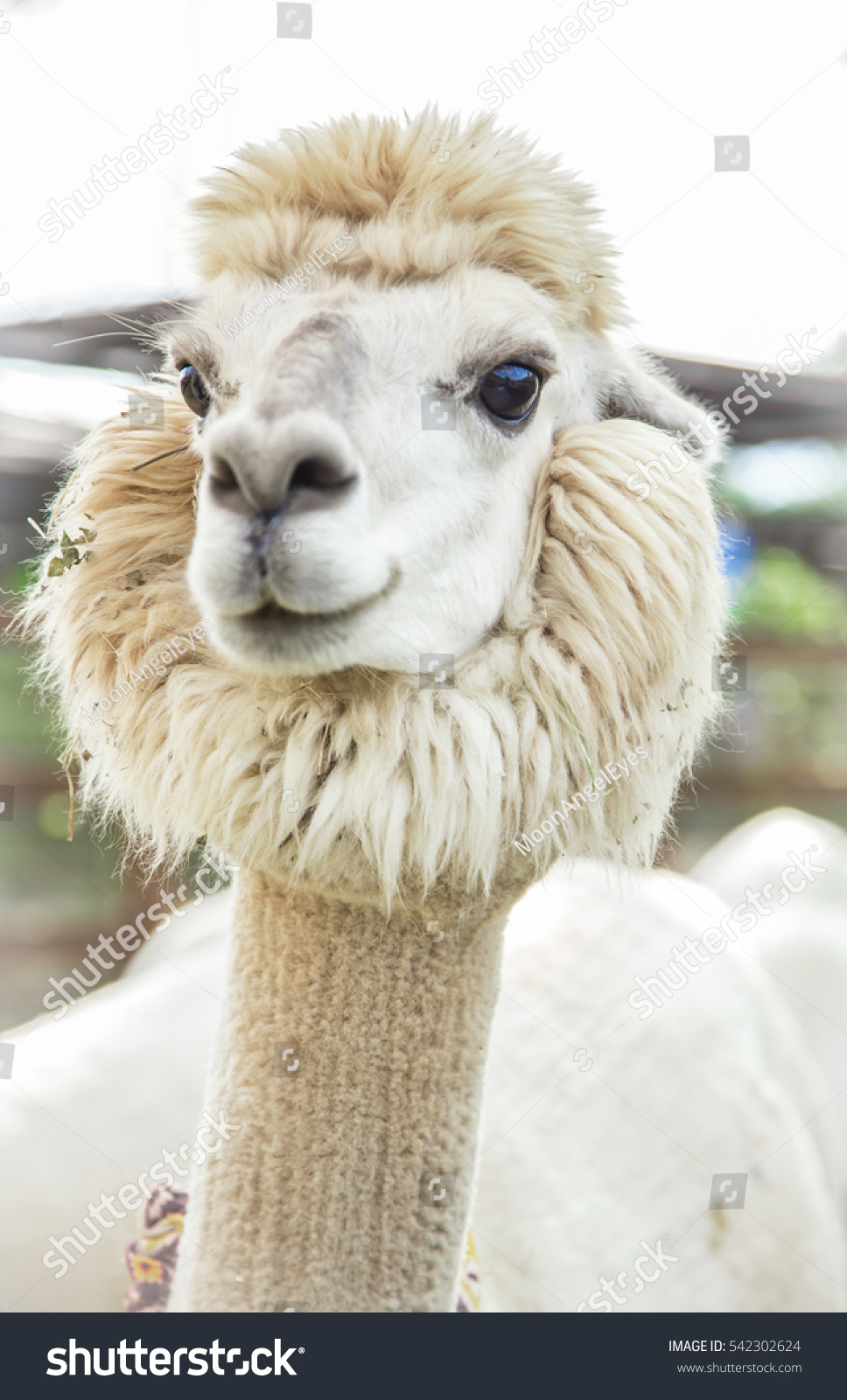 The wonderful alpaca is in the farm on white frame that funny alpaca smile and teeth white llama close-up The wonderful alpaca is in the farm on white frame that funny alpaca smile and teeth white llama close-up