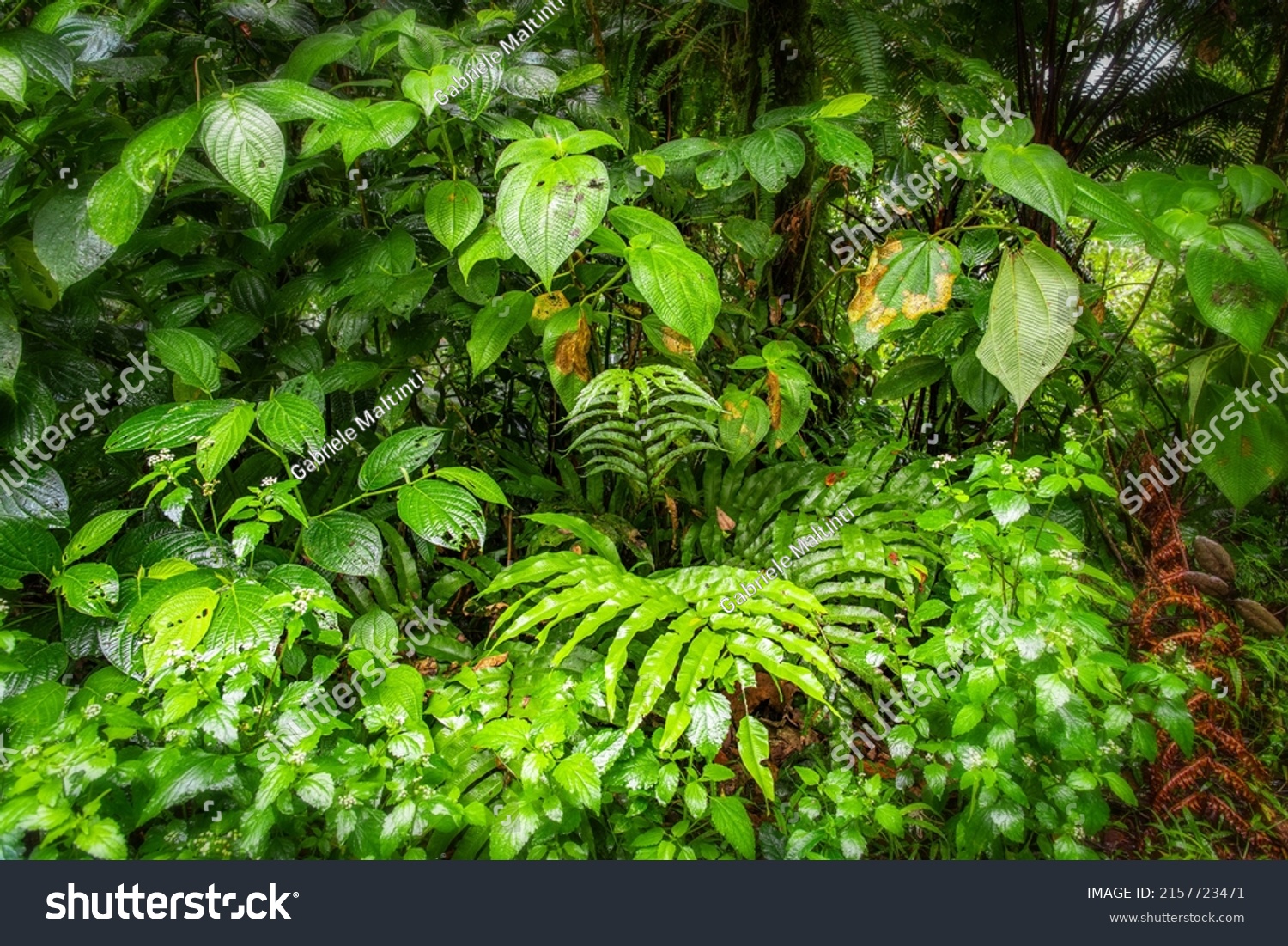 Thick Vegetation Basse Terre Jungle Guadeloupe Stock Photo