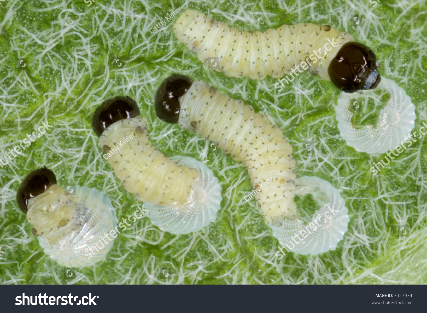 This Is A Compilation Of Monarch Caterpillars Hatching From An Egg And Then Eating It Stock 