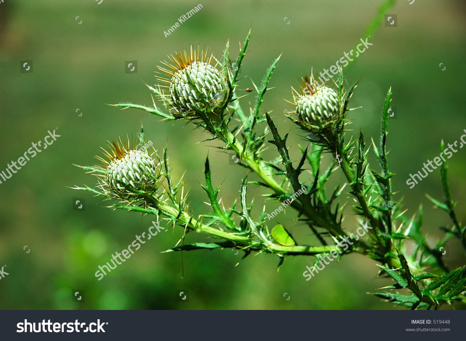 weeds thorny shutterstock