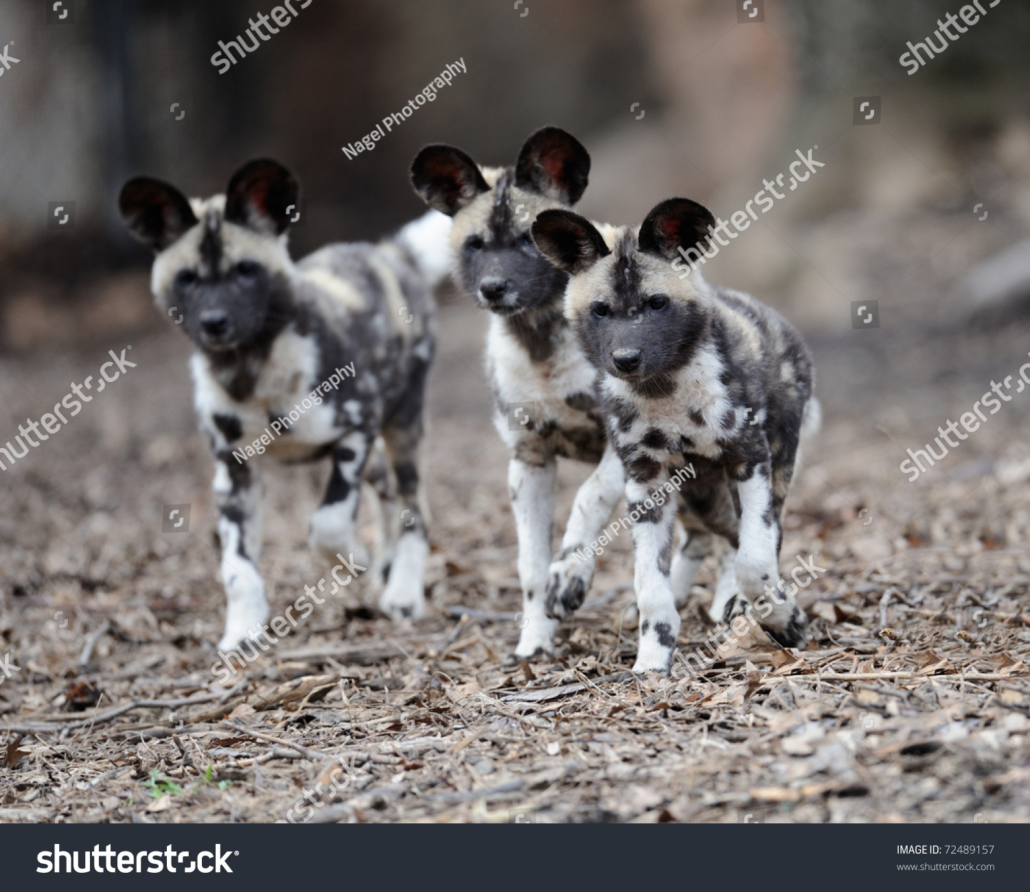 http://image.shutterstock.com/z/stock-photo-three-african-painted-wild-dogs-lycaon-pictus-pups-72489157.jpg