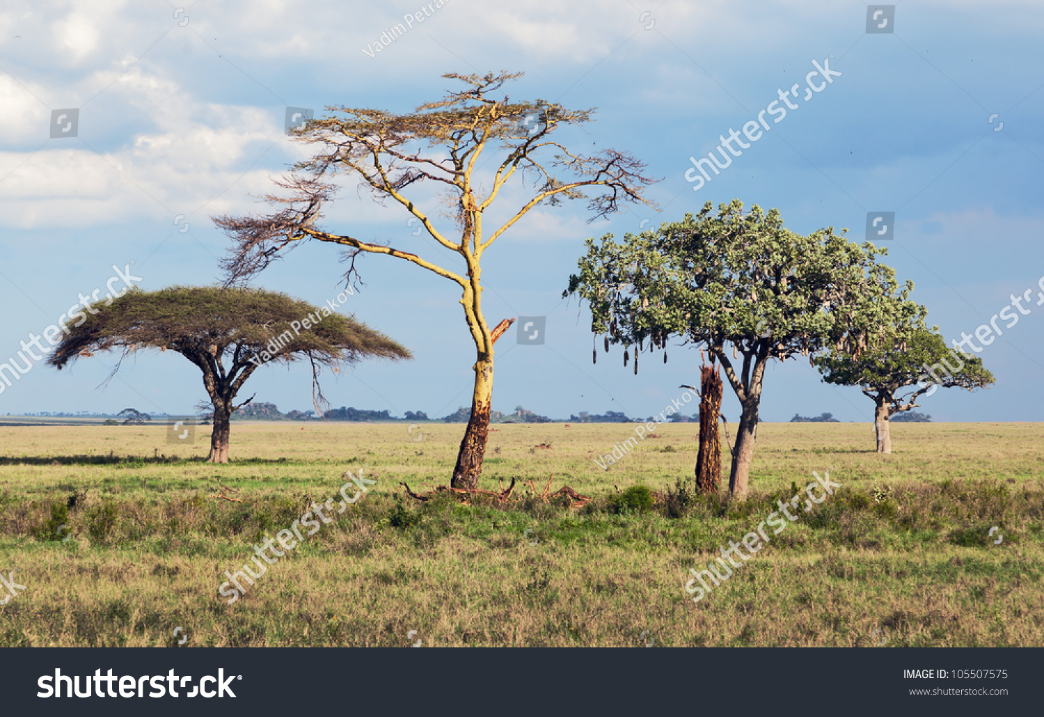 Three Beautiful Trees In Serengeti National Park - Tanzania Stock Photo ...