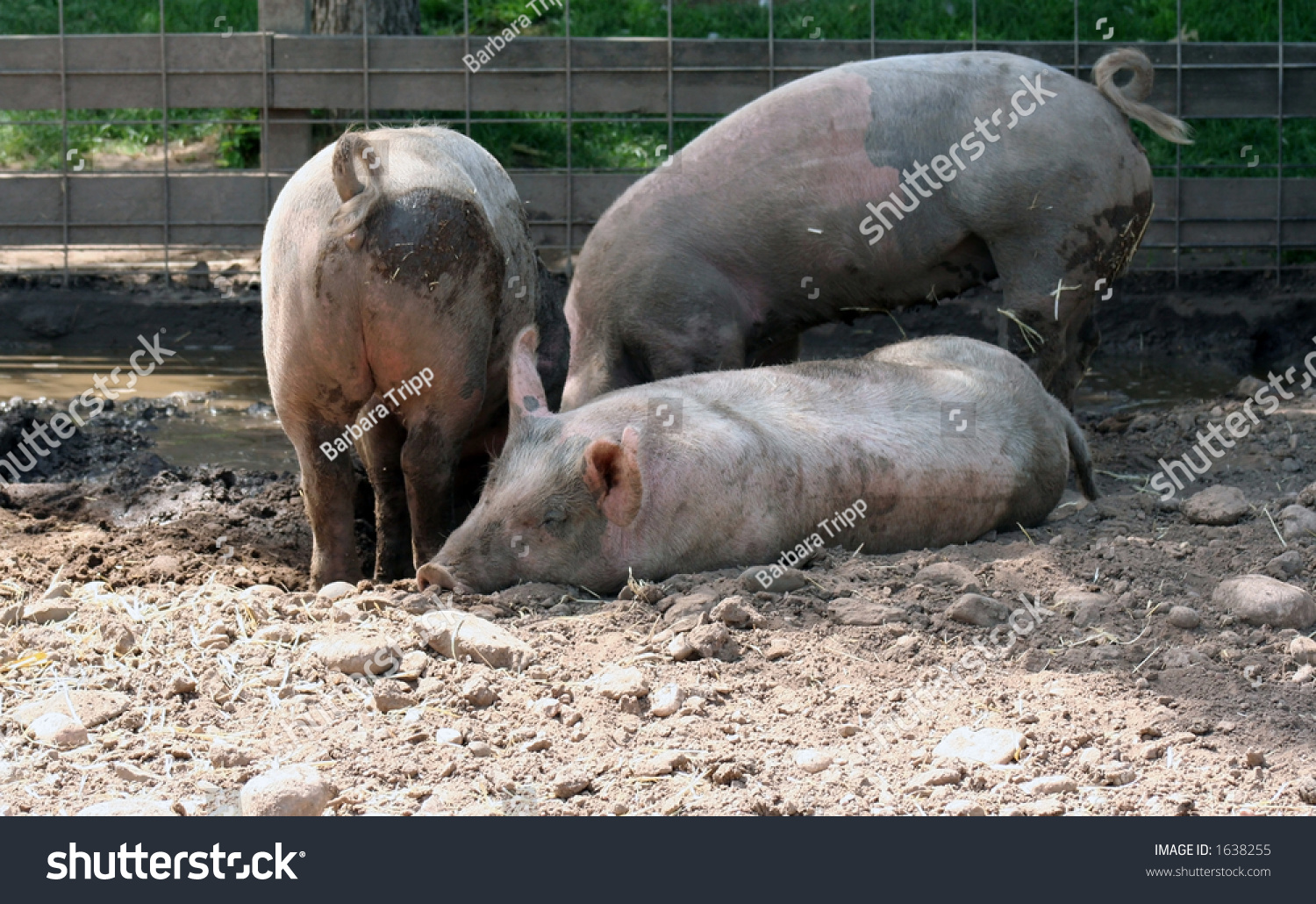 Three Pigs Digging In The Mud To Make A Cool Resting Place ...