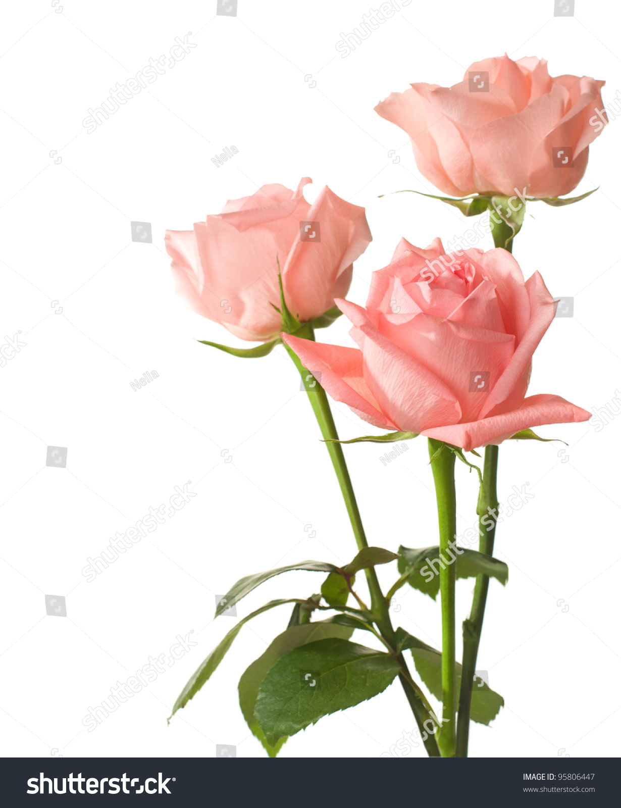 20 136 Three Pink Roses Images Stock Photos Vectors Shutterstock