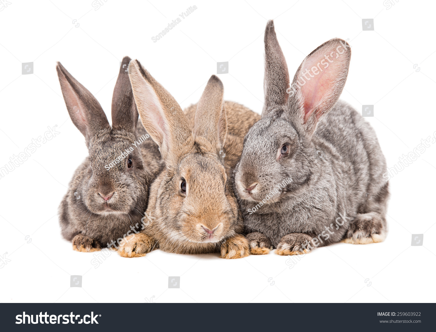 Three Rabbits Sitting Isolated Stock Photo   Image Of Charming, Fluffy