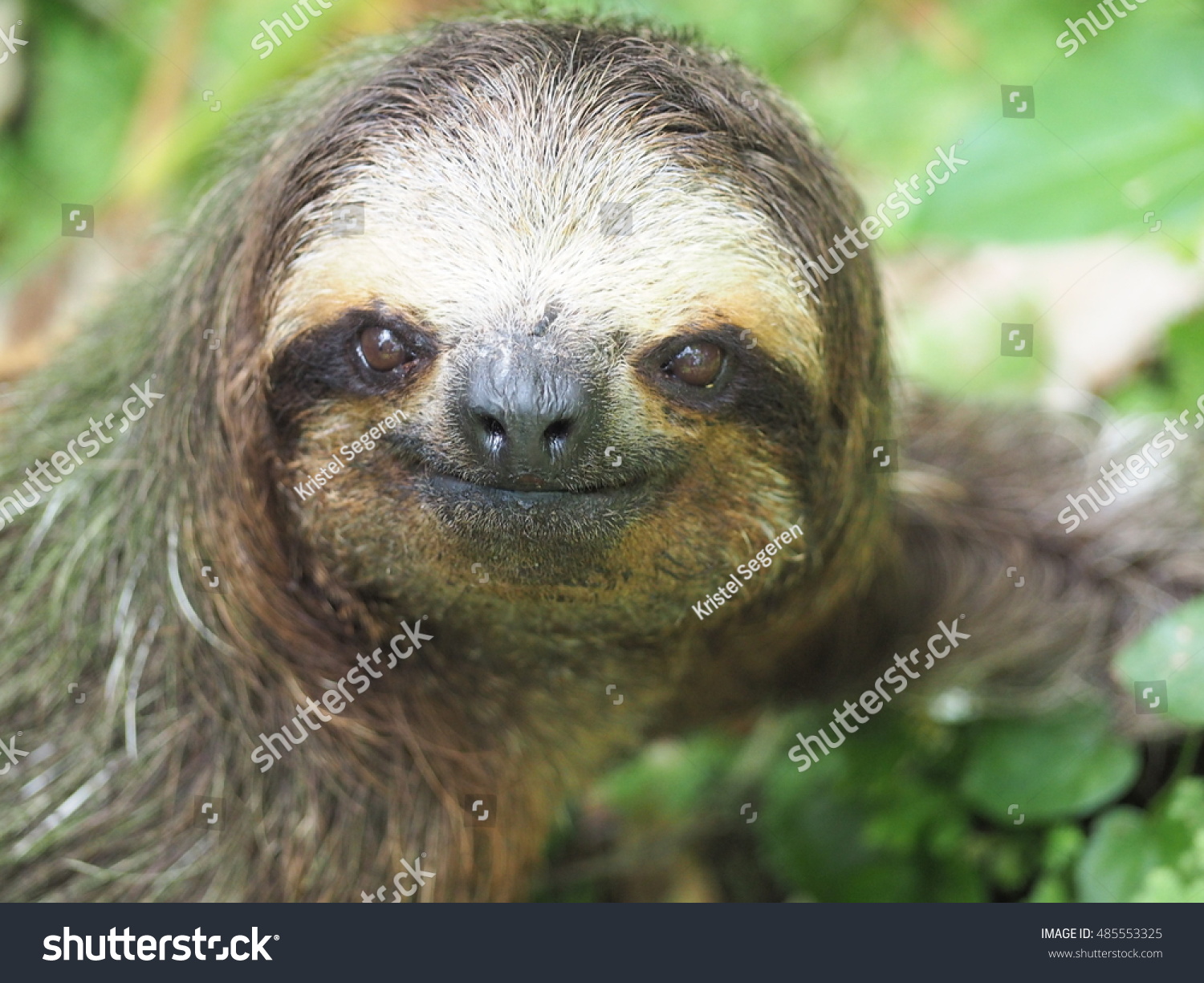 Three Toed Sloth On The Ground Stock Photo 485553325 : Shutterstock