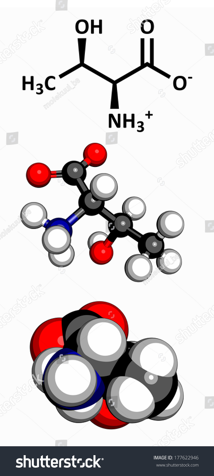 Threonine Thr T Amino Acid Molecular Model Amino Acids Are The