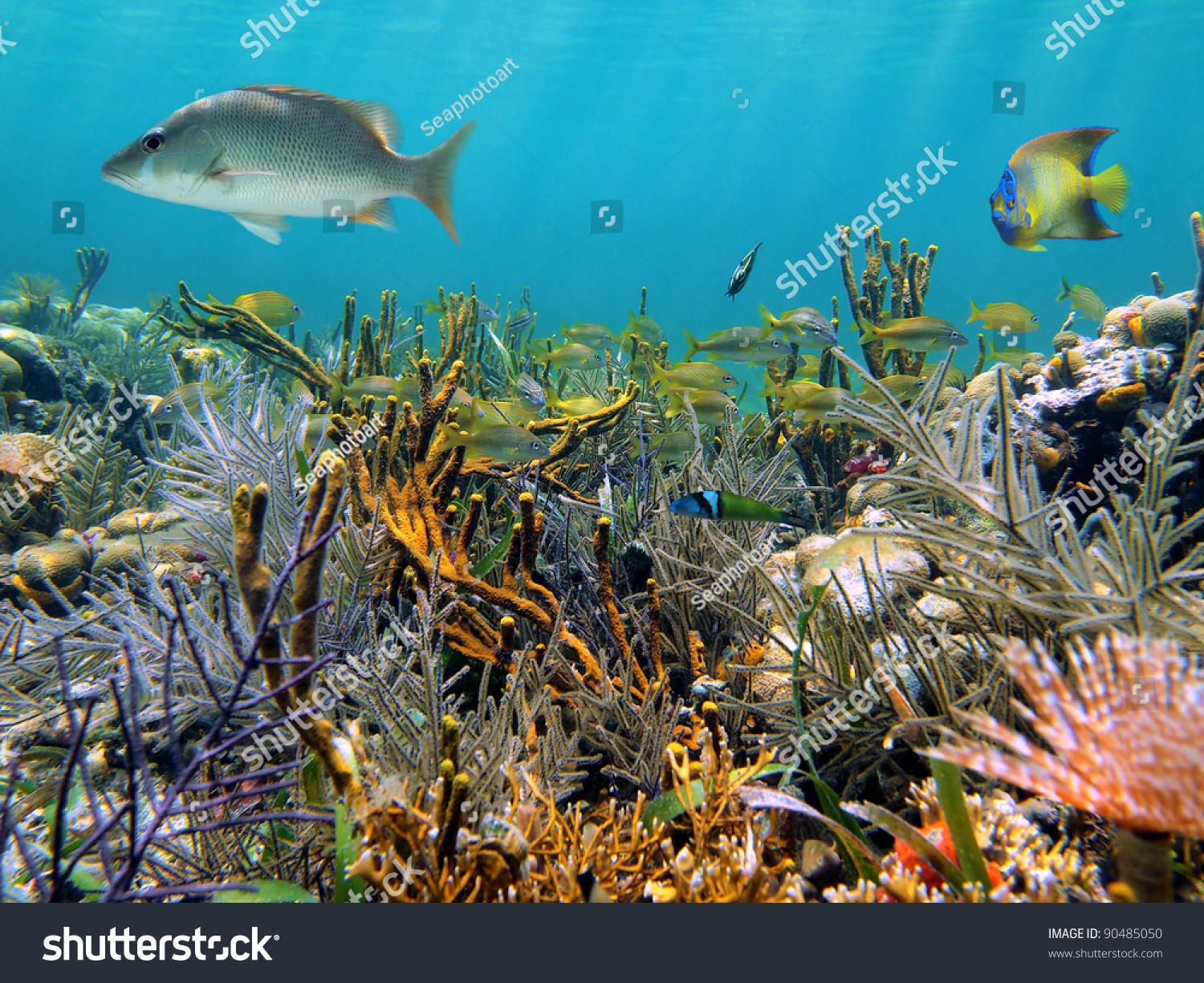 Thriving Seabed With A Coral Reef And Tropical Fish Caribbean Sea ...