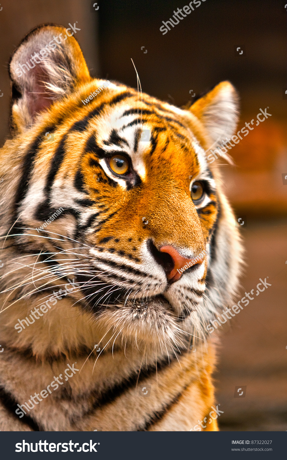 Tiger In Pose. Tiger Portrait. Stock Photo 87322027 : Shutterstock