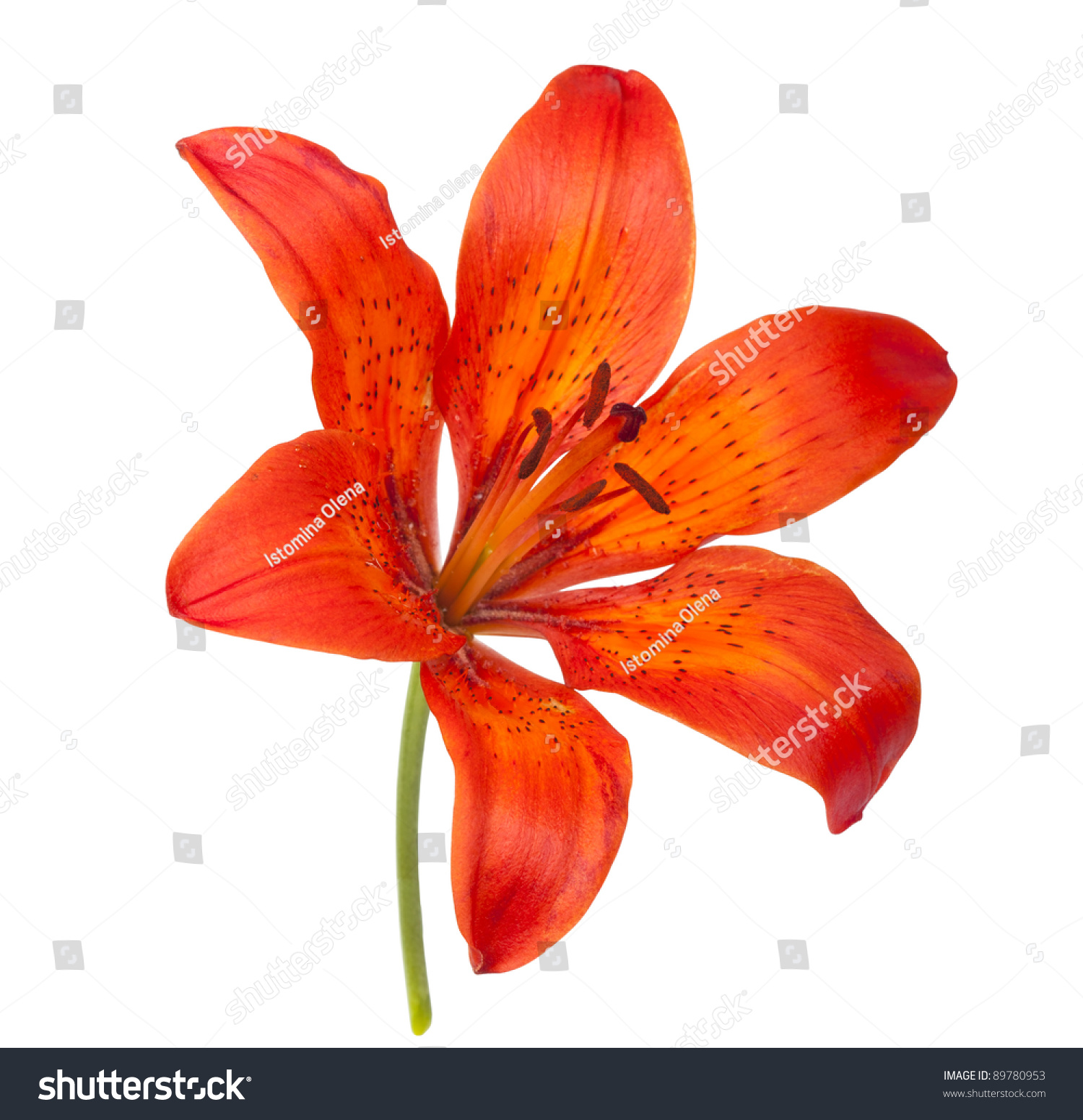 tiger lily clipart - photo #36