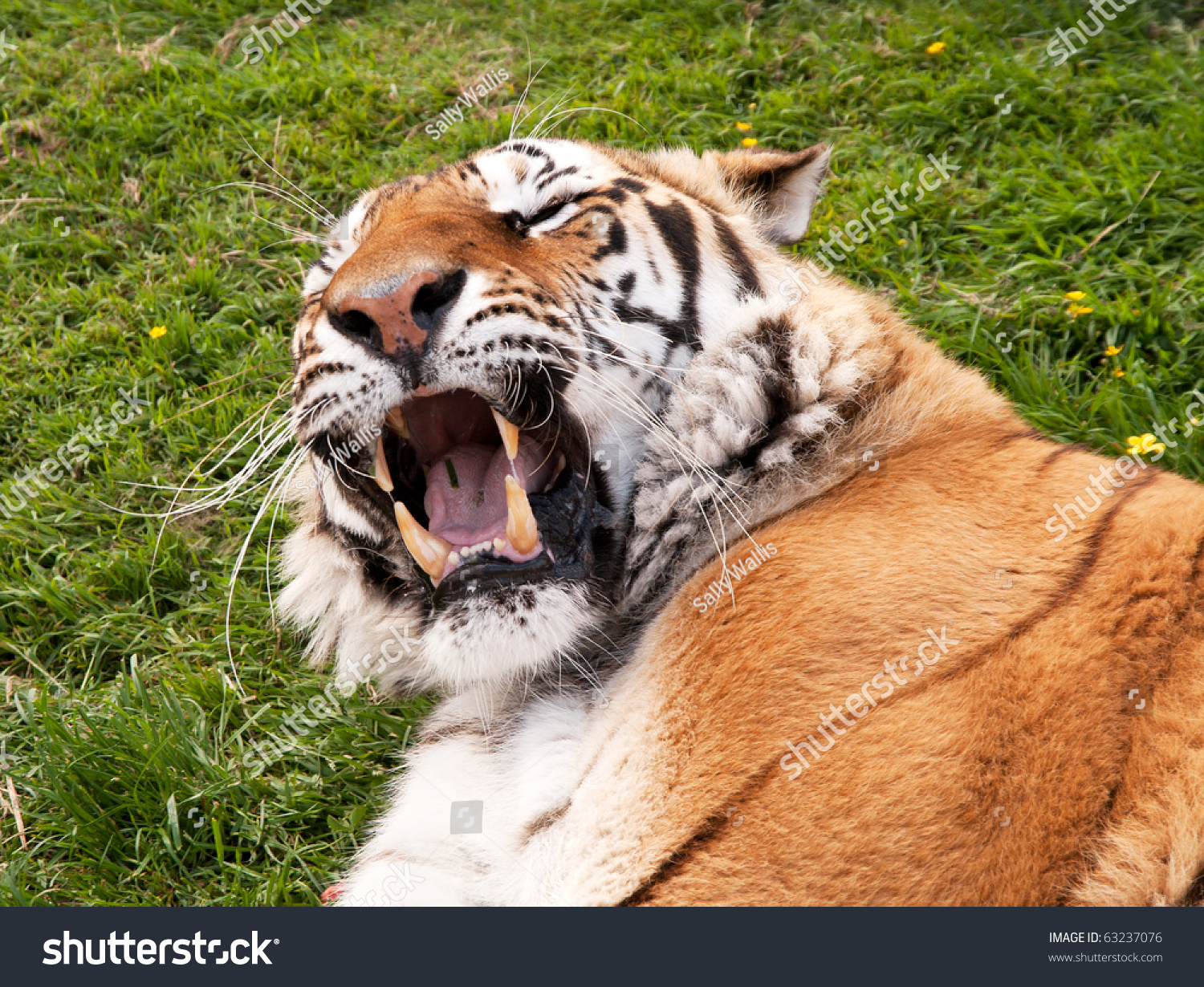 Tiger Lying Down Displaying His Fangs Stock Photo 63237076 : Shutterstock