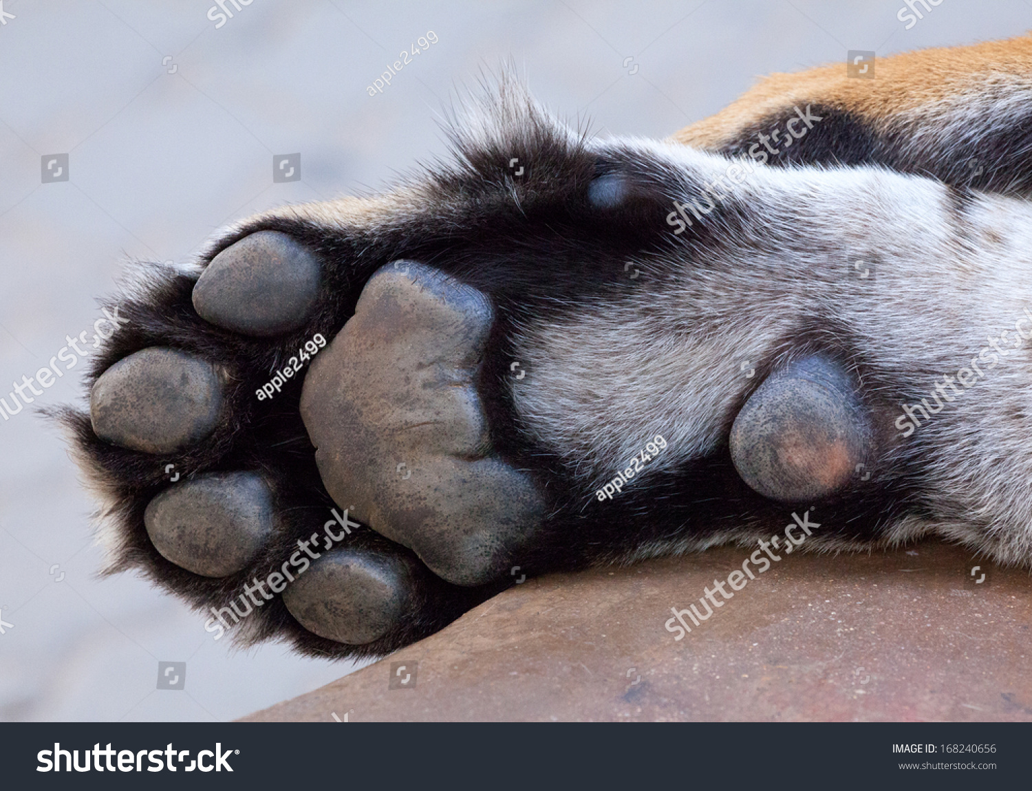 Tiger Paw Stock Photo 168240656 : Shutterstock