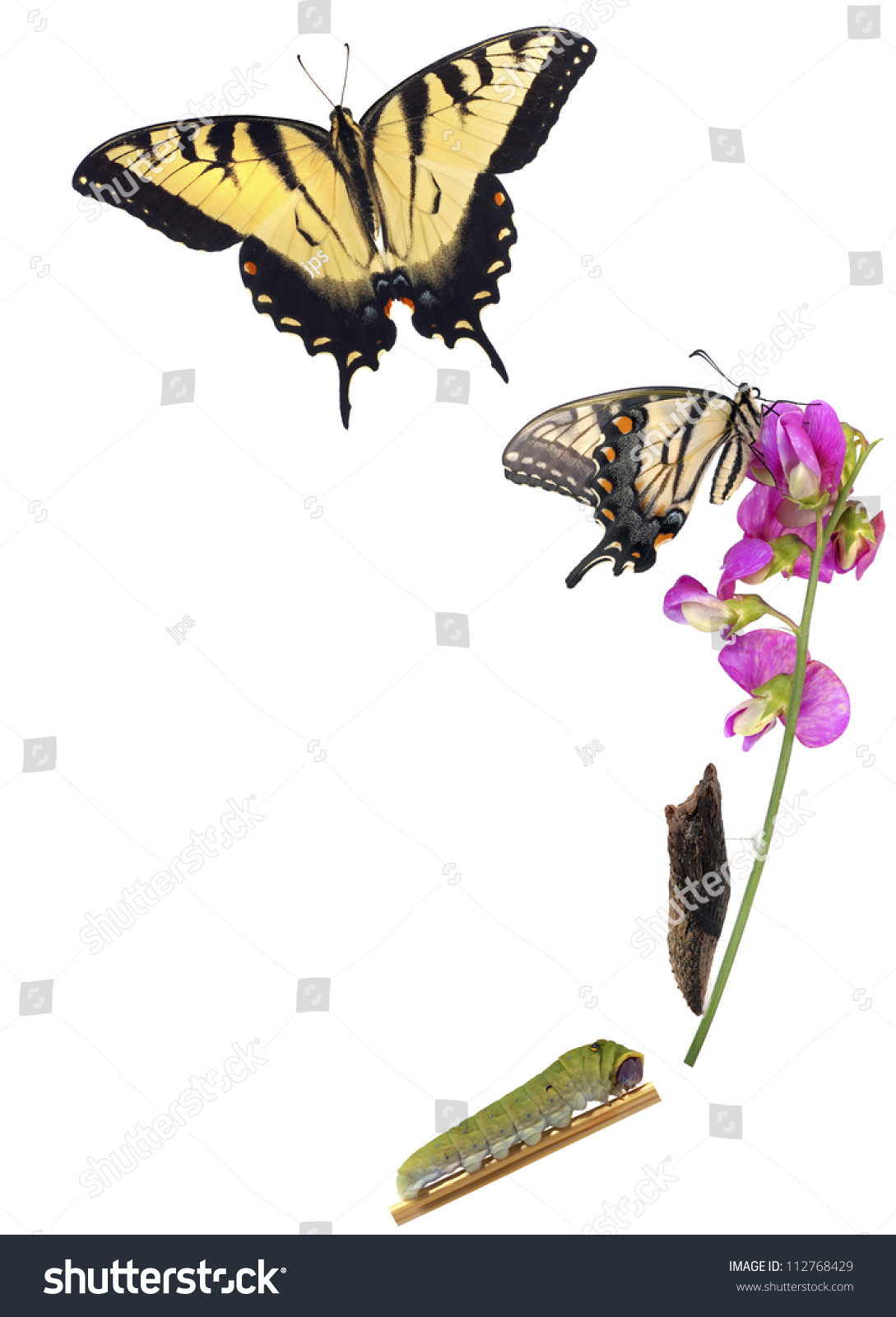 Tiger Swallowtail Metamorphosis. Life Cycle Of The Eastern Tiger