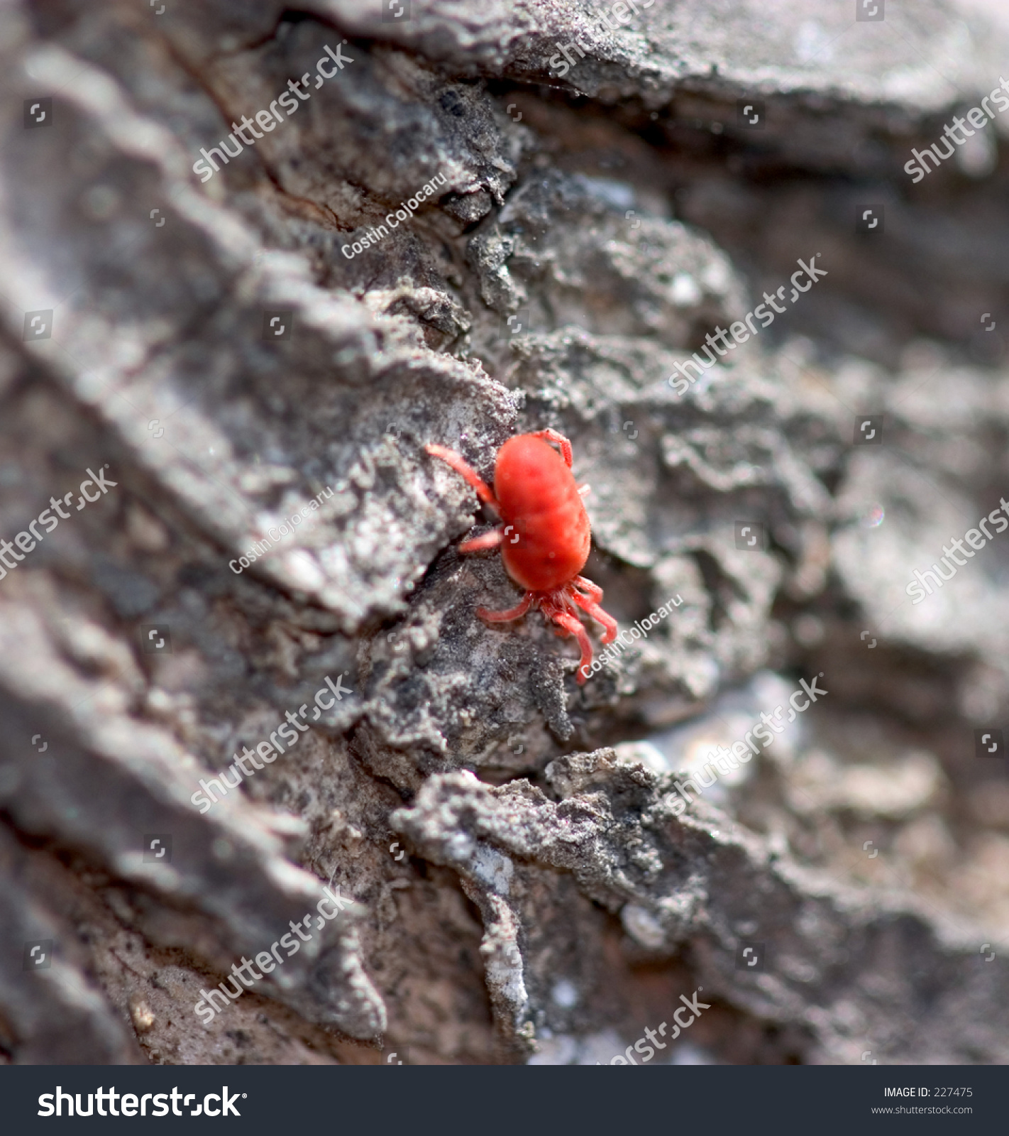 Super Small Red Bug - Clover Mites Spray