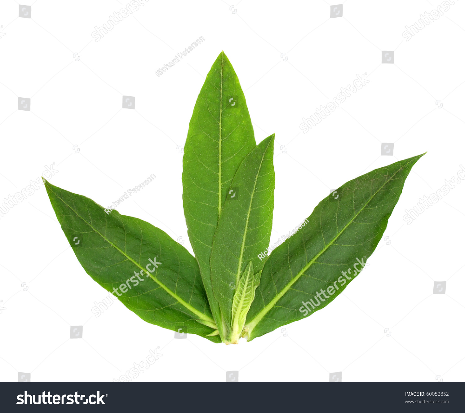 clip art tobacco leaf - photo #15