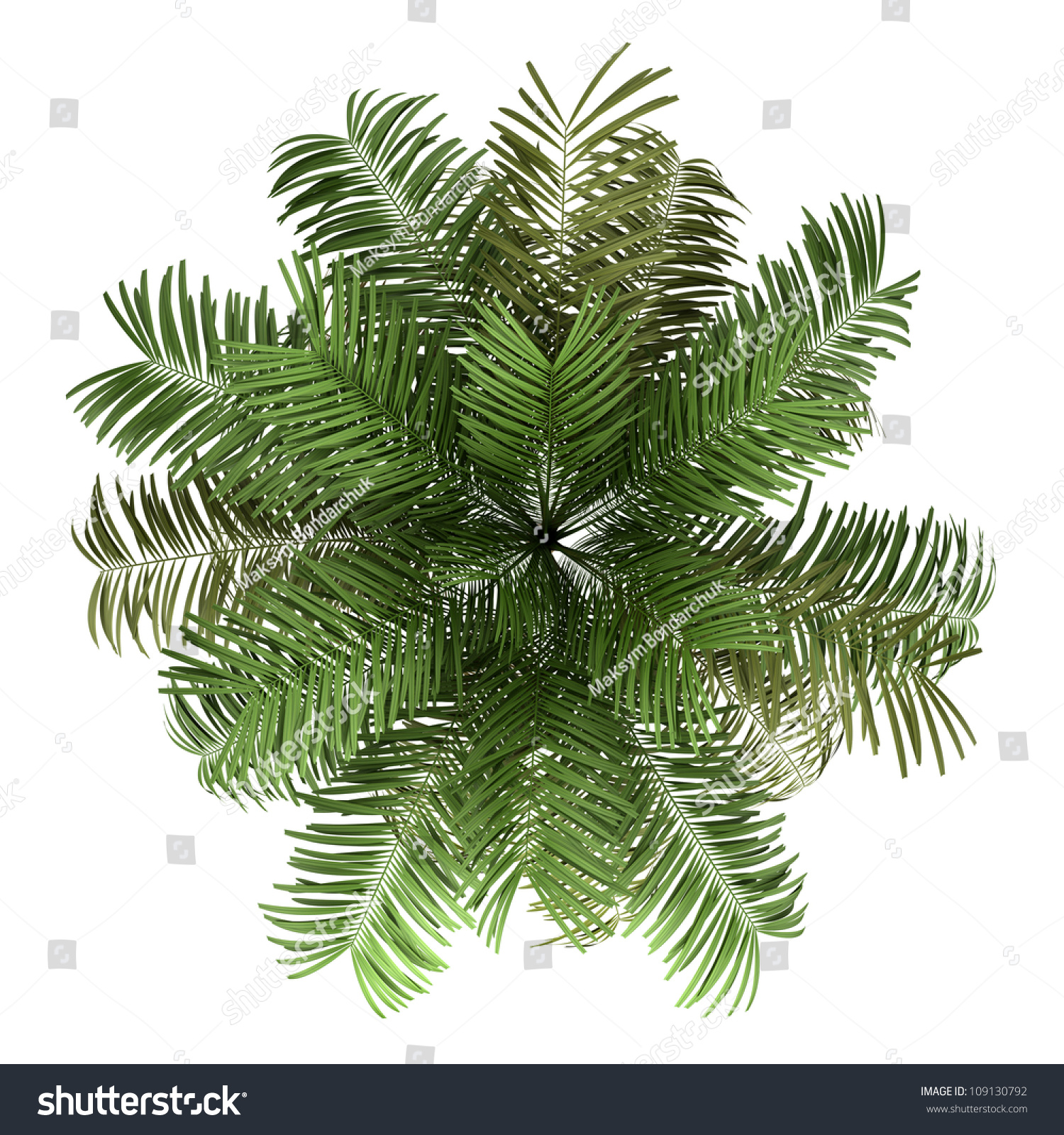 Stock Photo Top View Of Areca Palm Tree Isolated On White Background