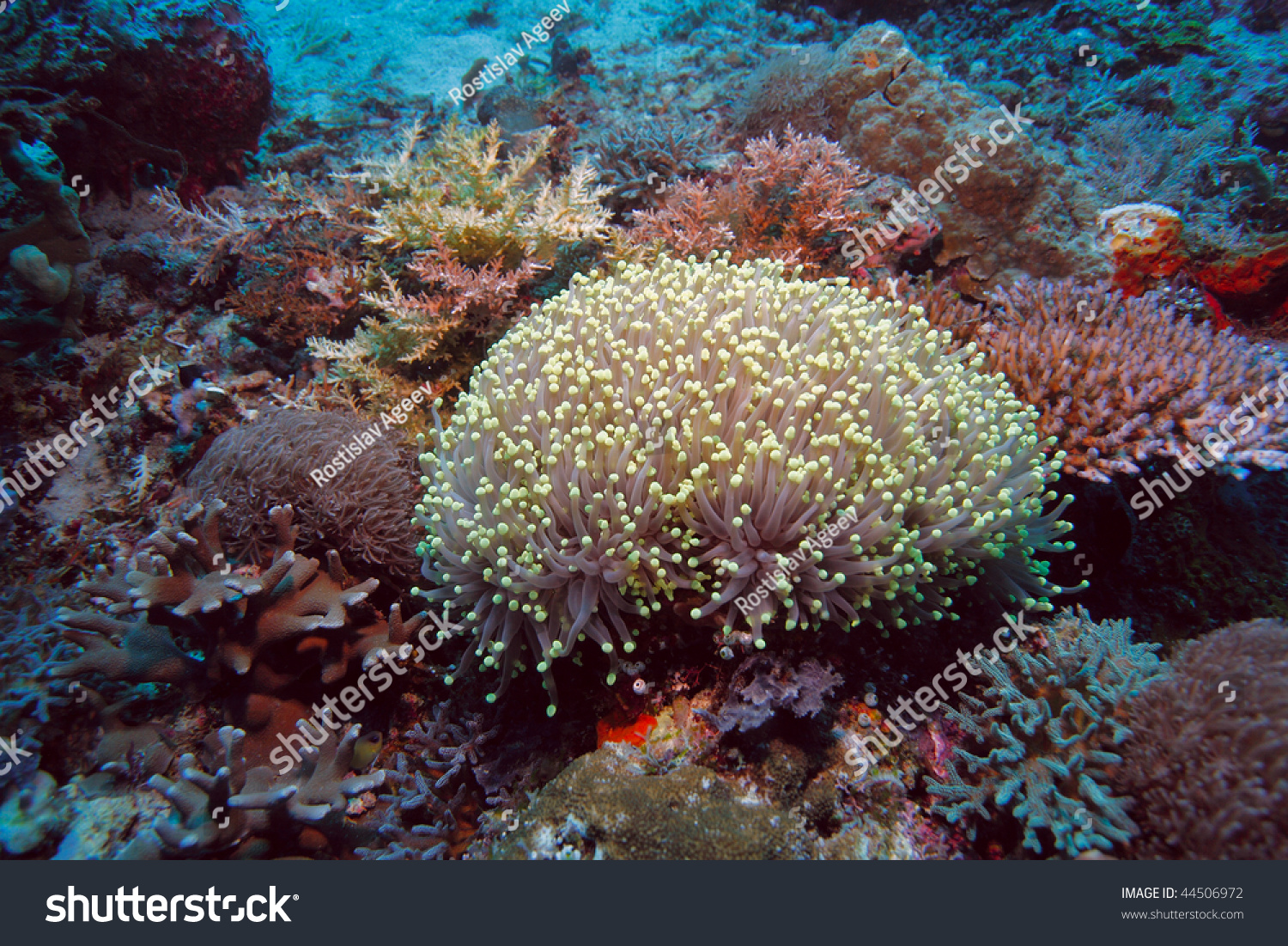 Torch Coral (Euphyllia Glabrescens), Small Reef Divesite, Moyo Island