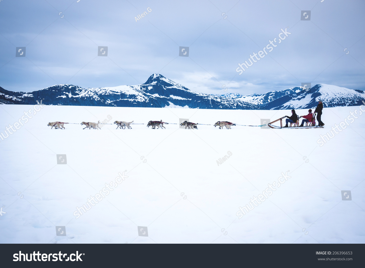 Tourists Are Pulled By A Dog Sled Along The Mendenhall Glacier In Alaska Just Outside Juneau