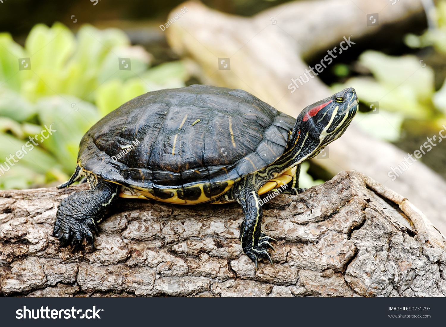 Trachemys Scripta Troostii - Cumberland Turtle Stock Photo 90231793 