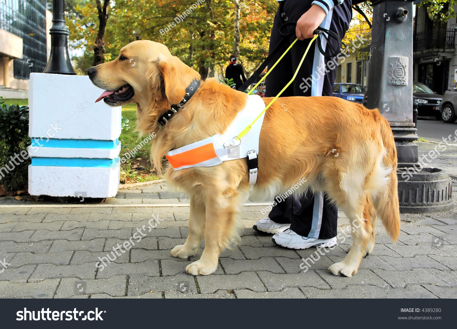 seeing-eye-dog-designated-state-dog-of-new-jersey-the-dogington-post