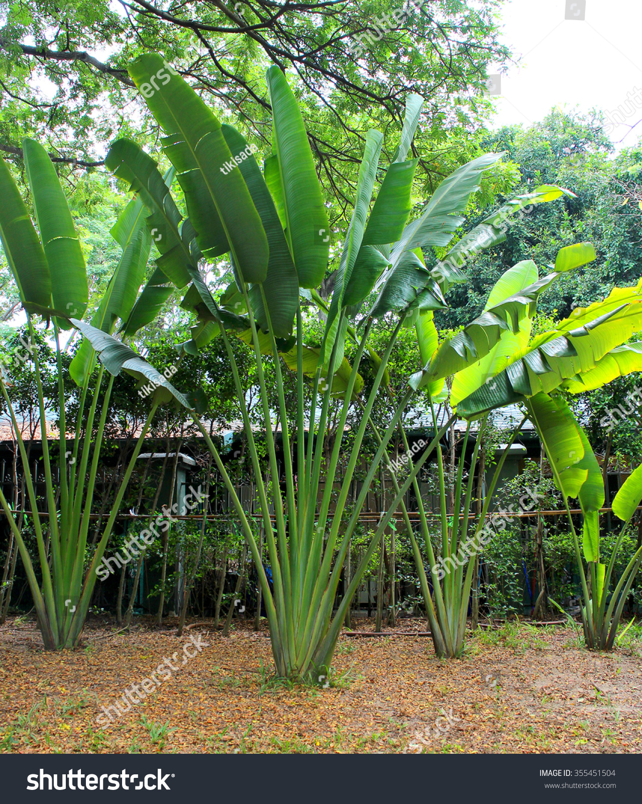 Travellers Palm Ravenala Madagascariensis Stock Photo 355451504