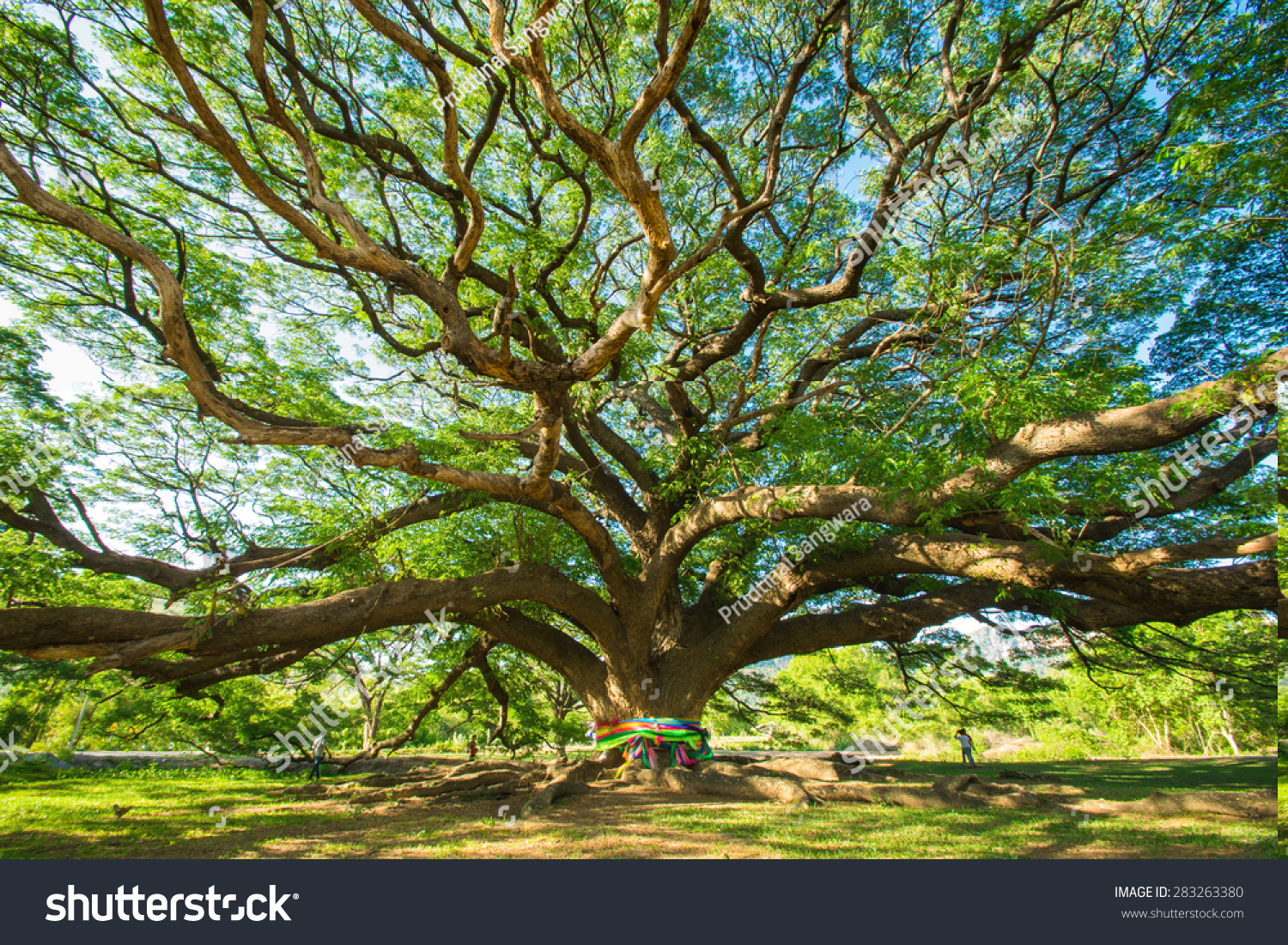 Tree Stock Photo 283263380 : Shutterstock