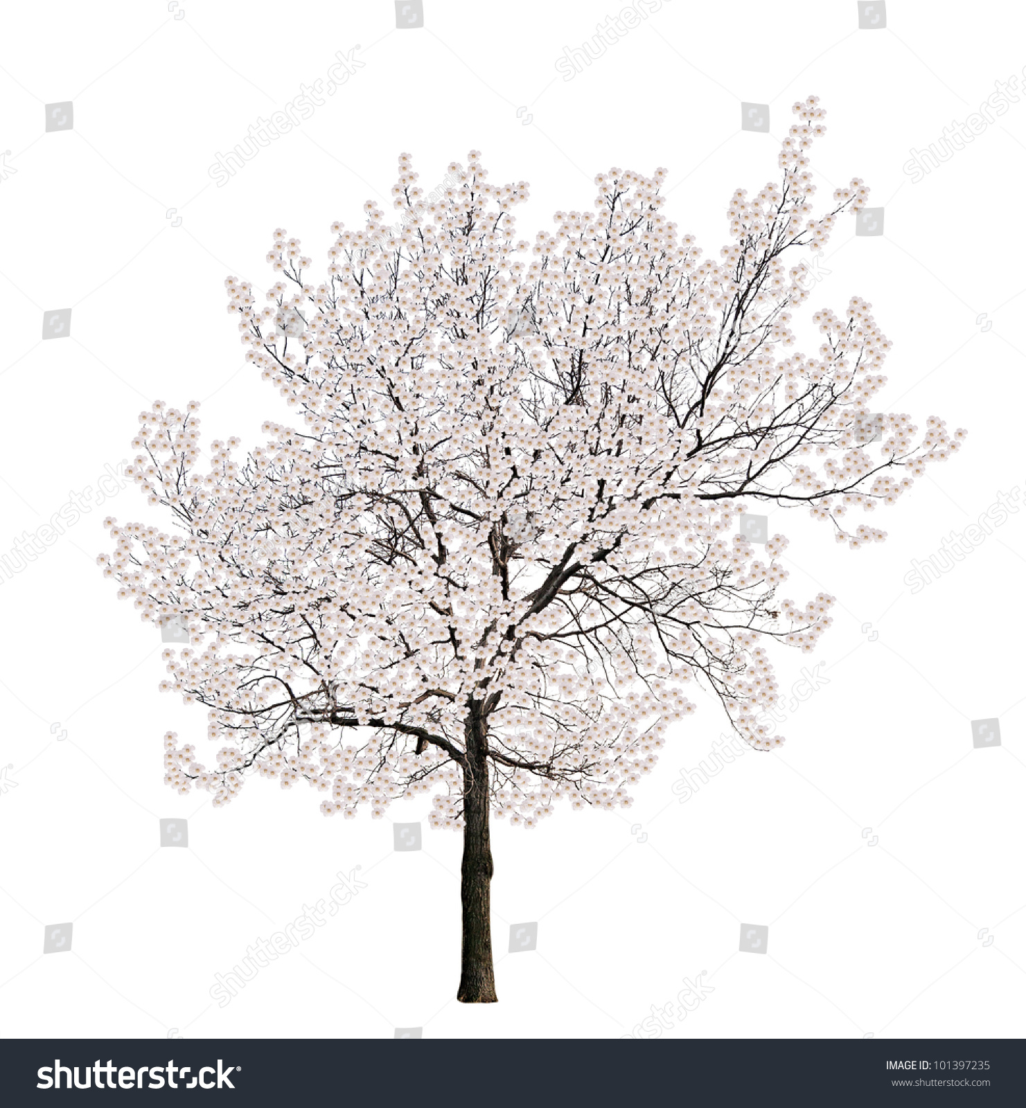 Tree Blossom Isolated On White Background Stock Photo 101397235