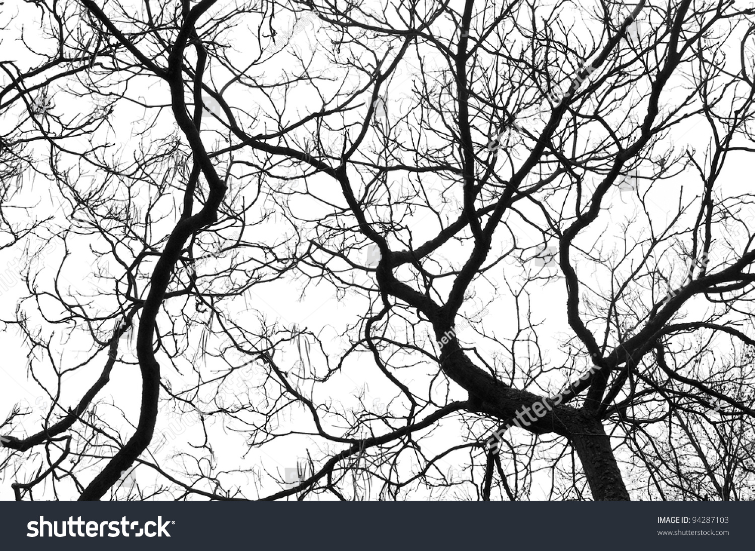 Tree Branches Isolated On White Background Stock Photo 94287103