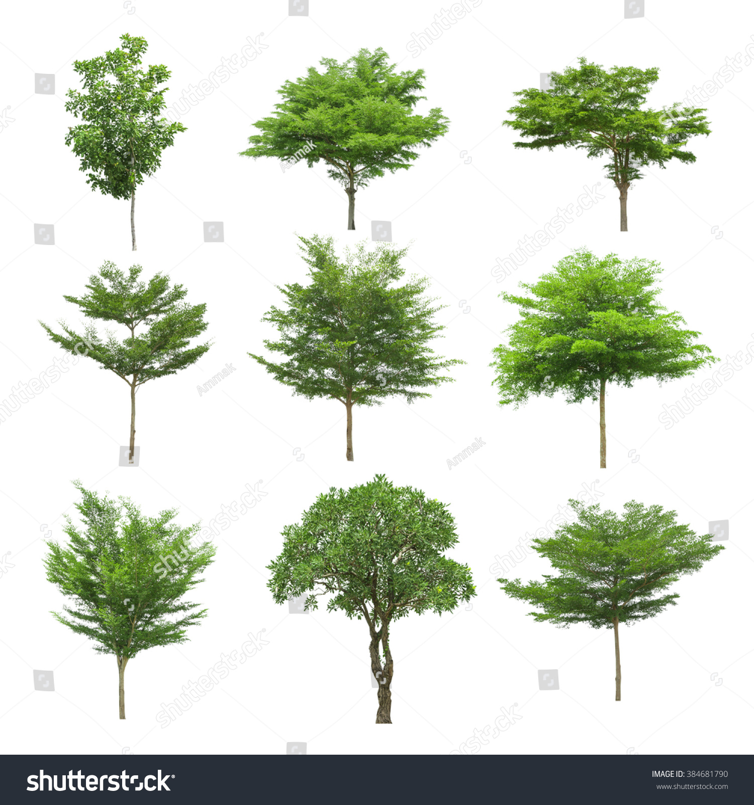 Tree image Tree object Tree JPG Tree collection set isolated on white background Tree image Tree object Tree JPG Tree collection set isolated on white background