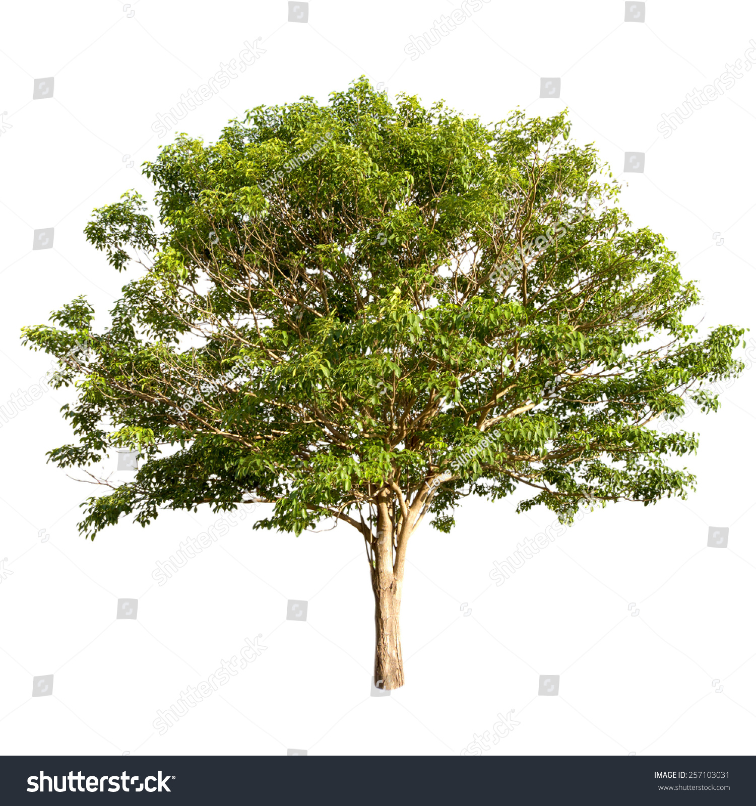 Tree Isolated Stock Photo 257103031 : Shutterstock